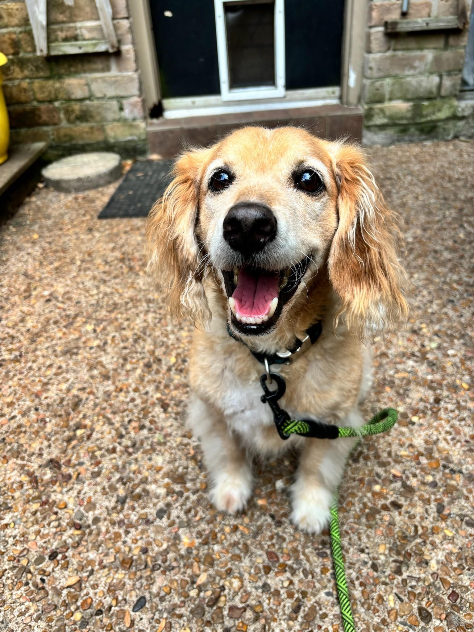 Leo, a Adoptable mixed breed in Houston, TX image 2/5