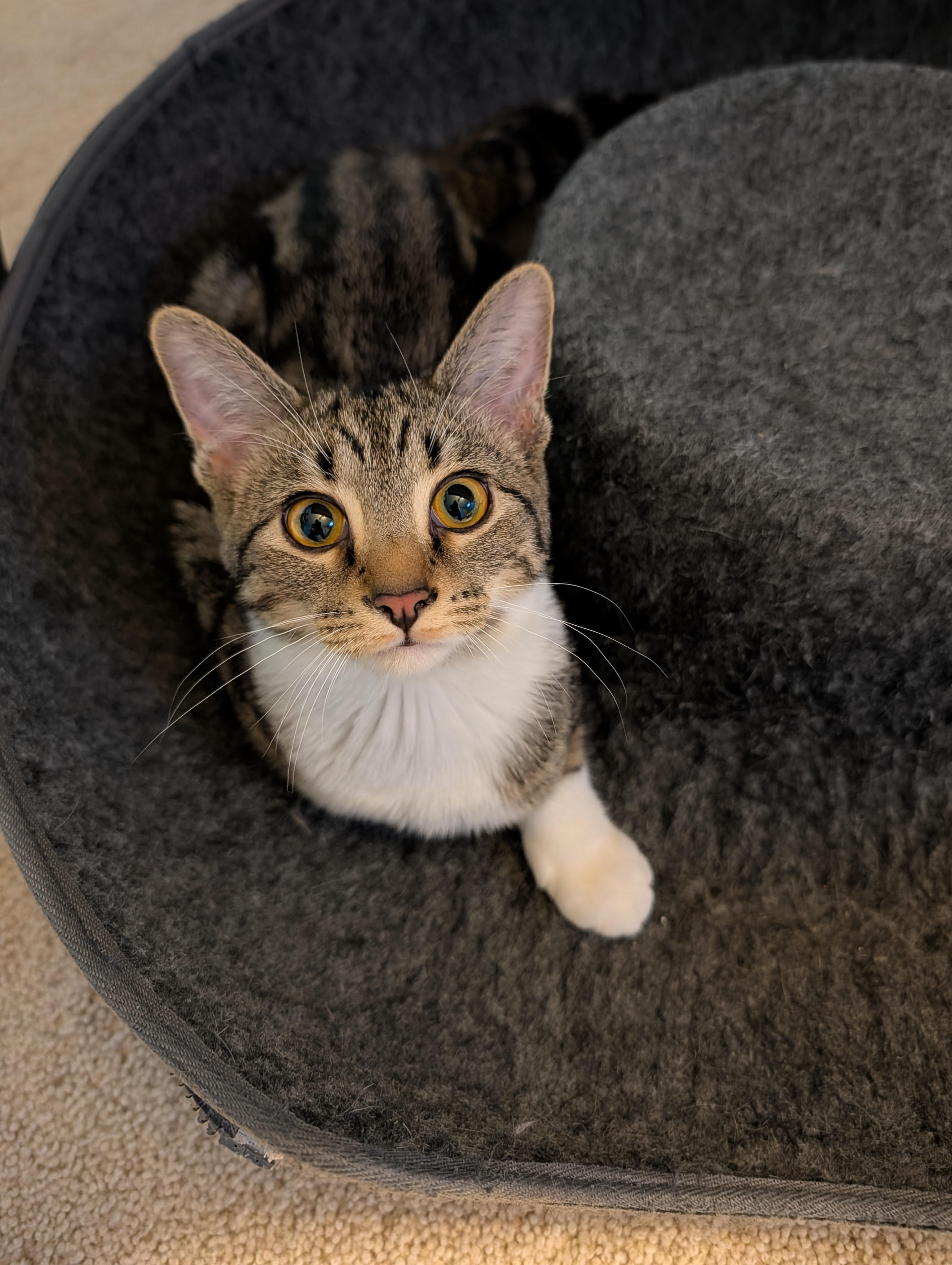 Enlarge Isabelle, a Adoptable Domestic Short Hair in Hudsonville, MI image 2/3