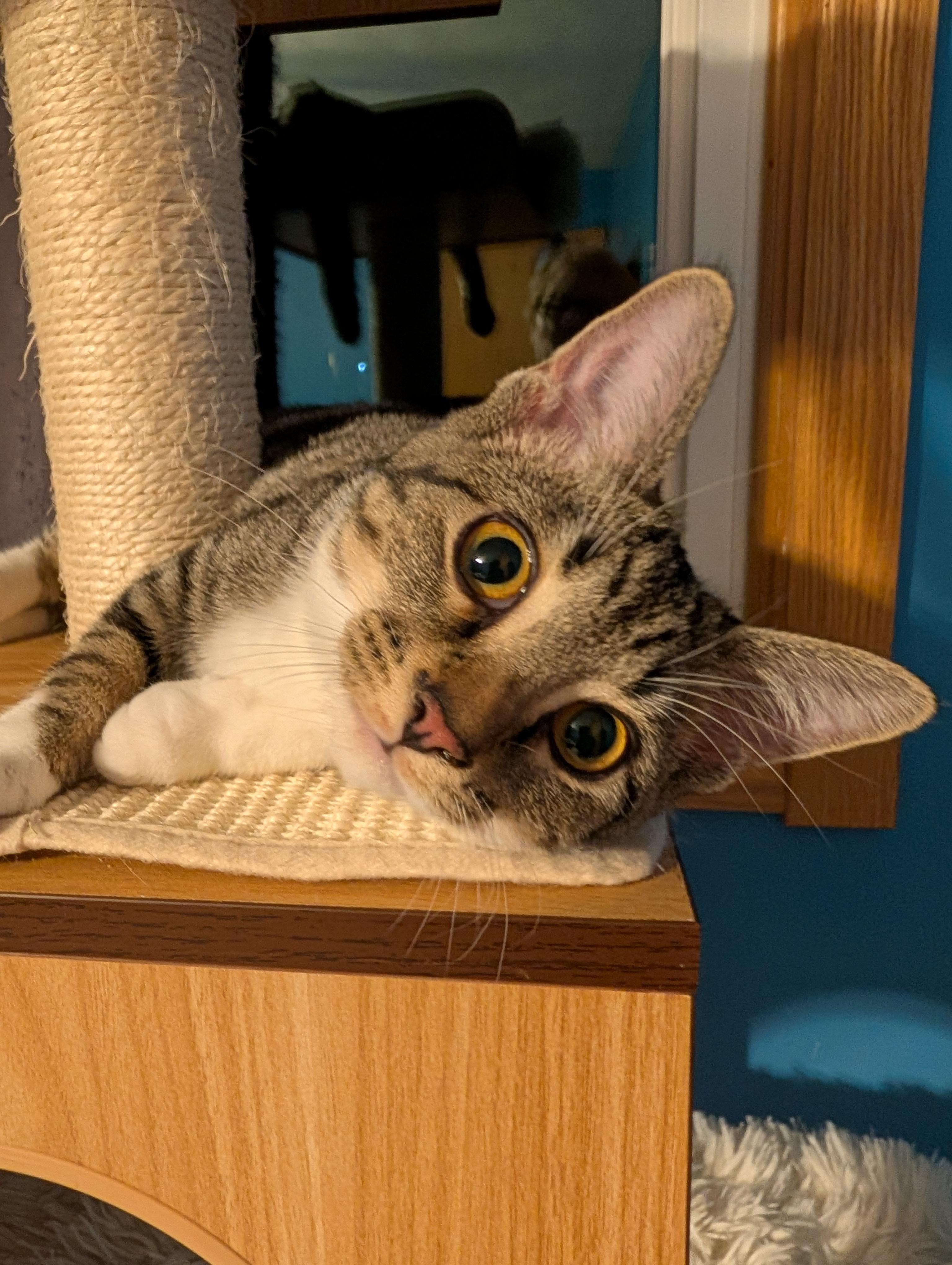 Enlarge Isabelle, a Adoptable Domestic Short Hair in Hudsonville, MI image 3/3