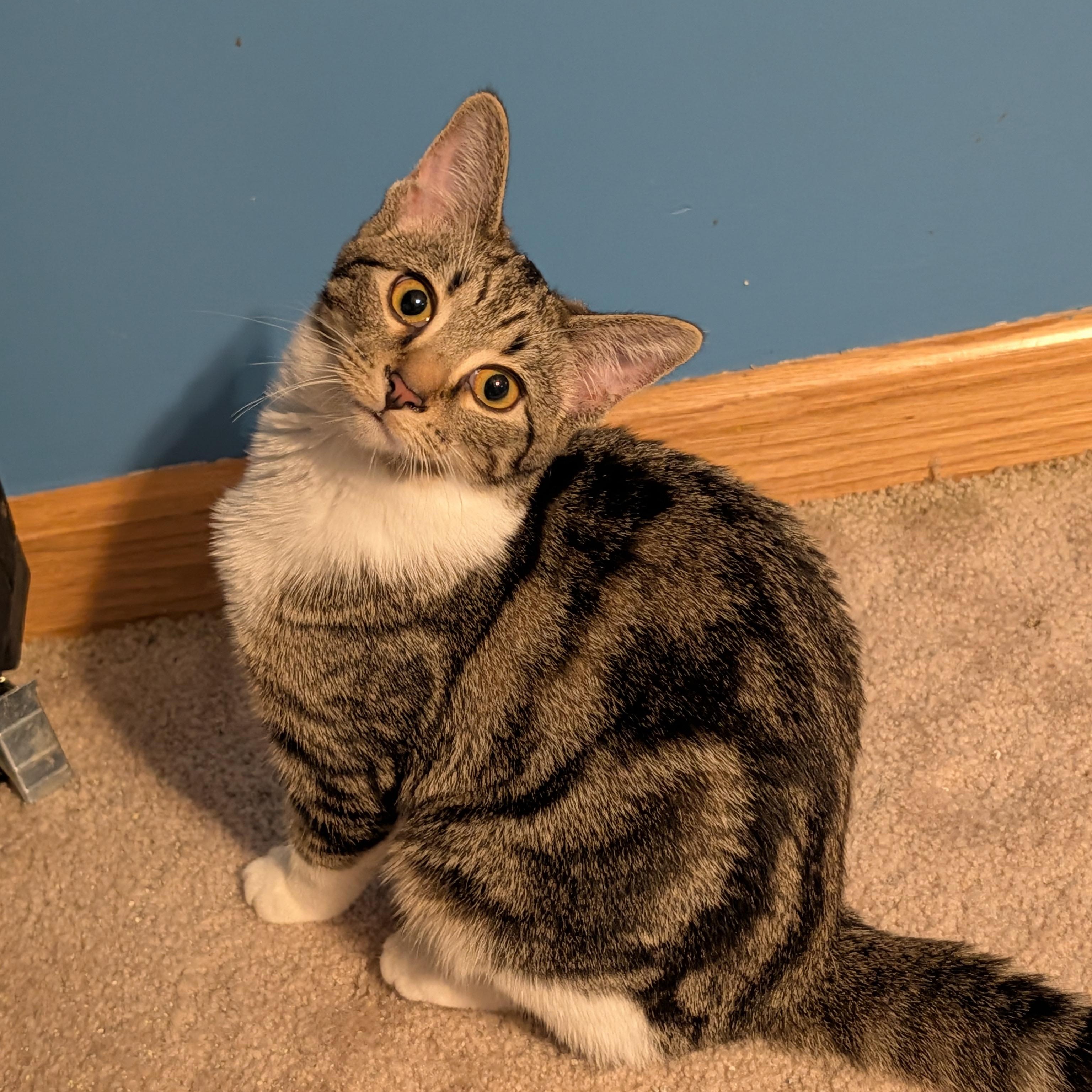 Isabelle, Adoptable, Kitten Female Domestic Short Hair.