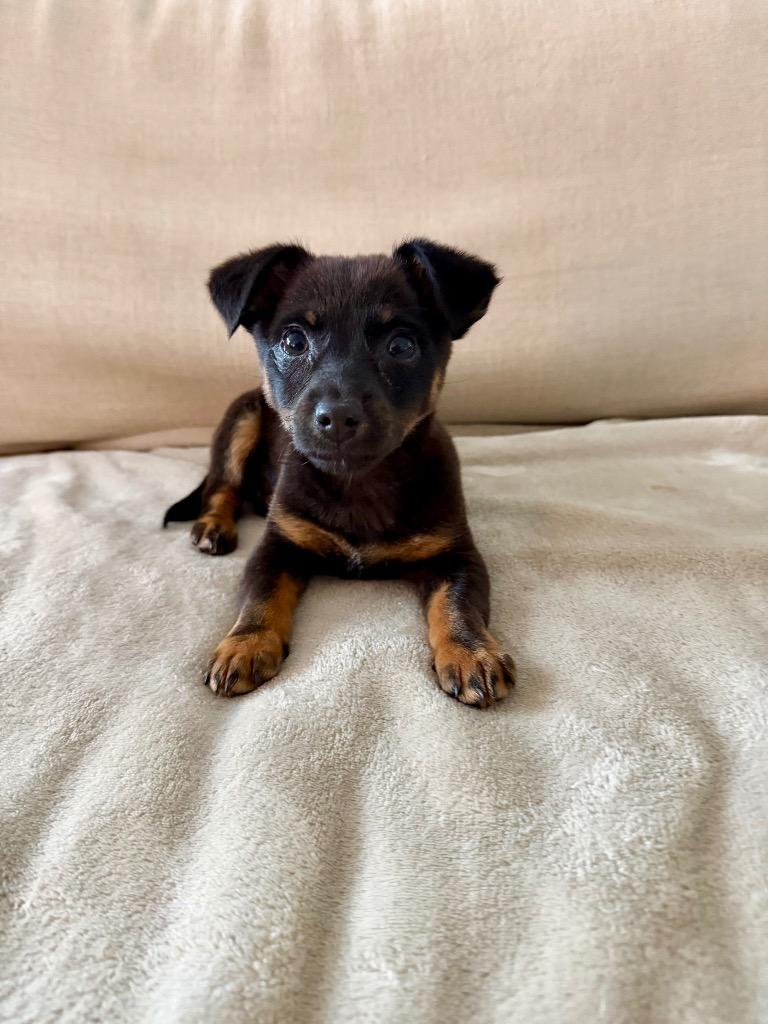 Enlarge 26Fidget, a ADOPTABLE mixed breed in Shingle Springs, CA image 2/2