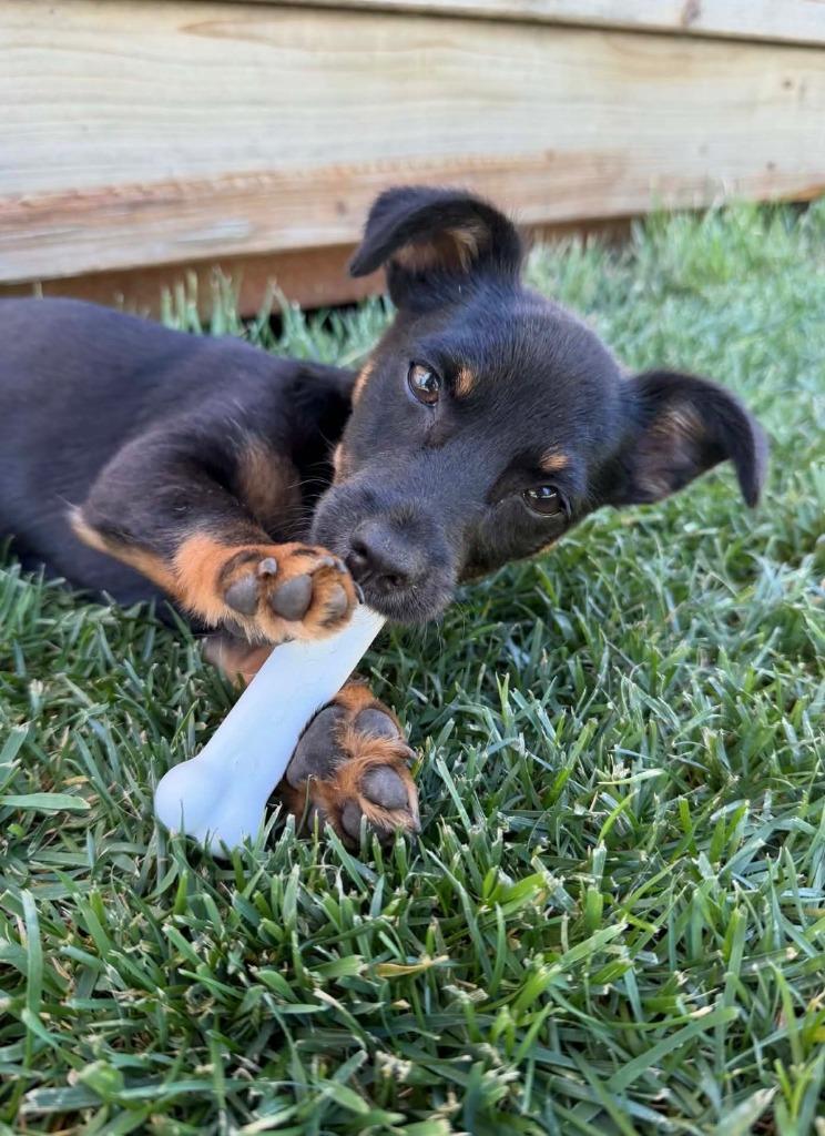 26Fidget, ADOPTABLE, Puppy Male Chihuahua.