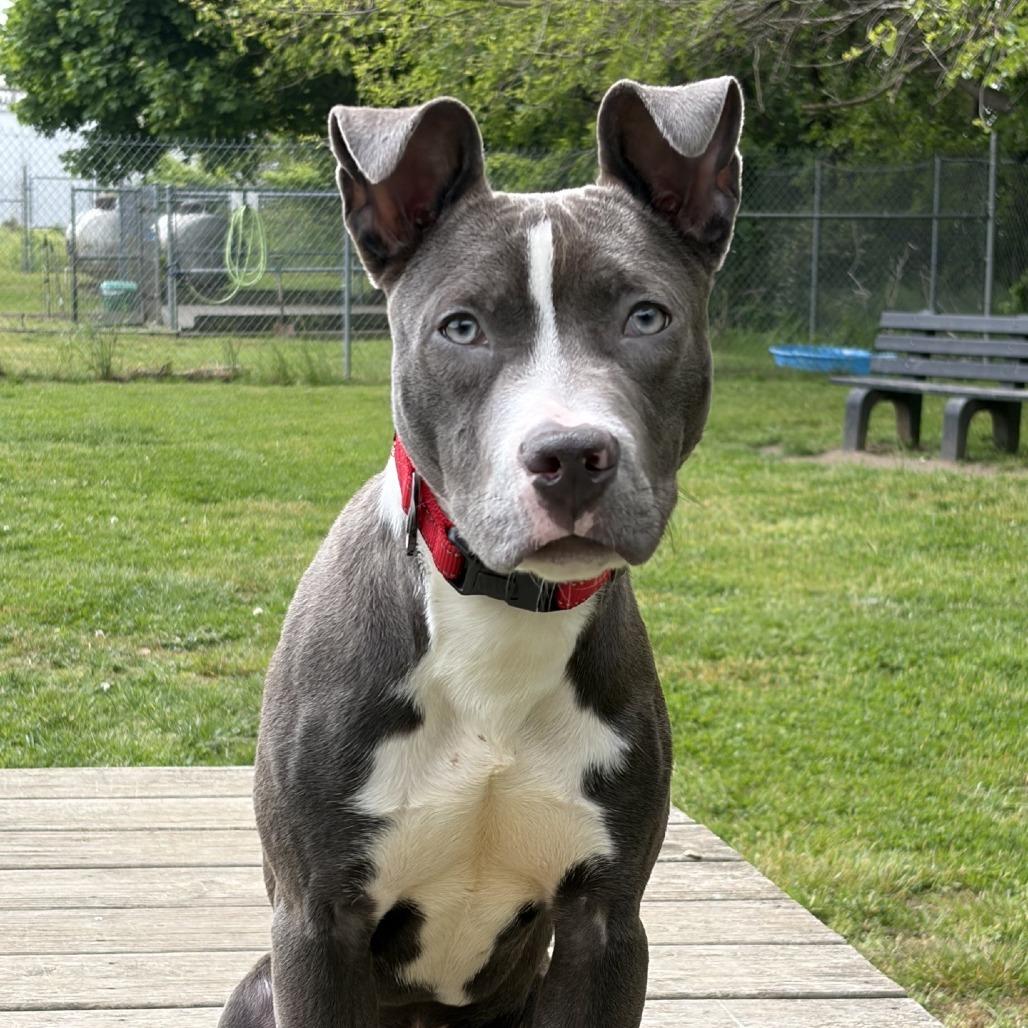 Enlarge Opie, a Adoptable Pit Bull Terrier in Ridgely, MD image 1/2