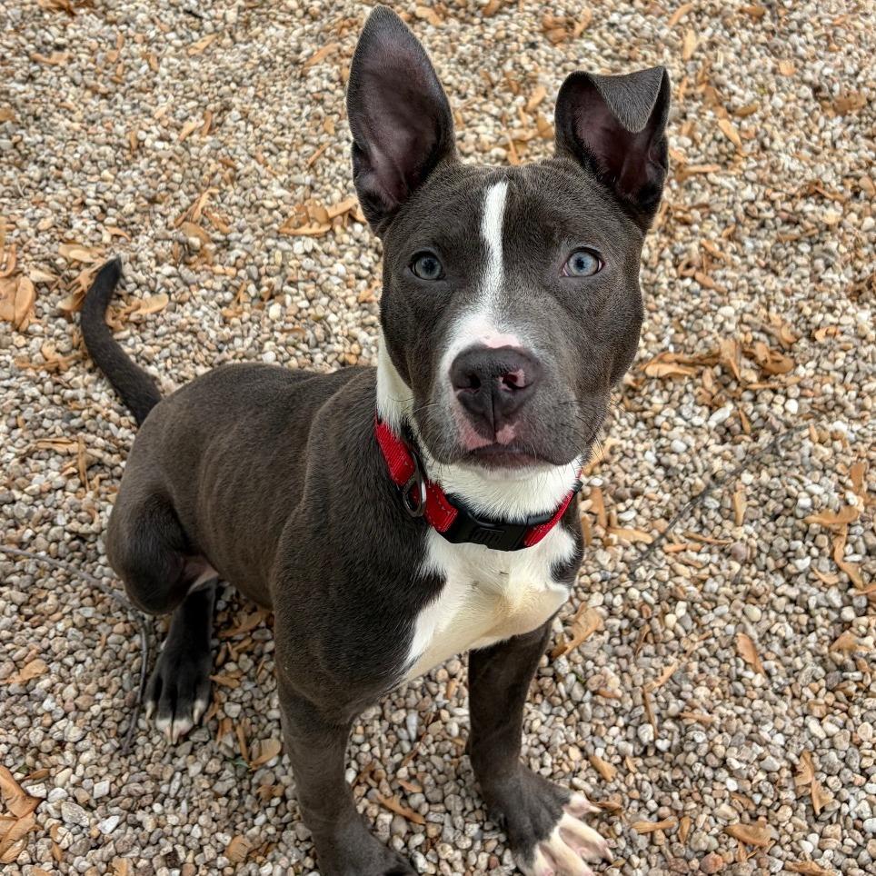 Enlarge Opie, a Adoptable Pit Bull Terrier in Ridgely, MD image 2/2