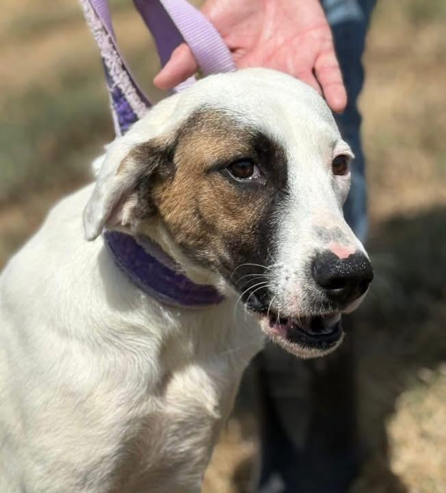 Toast, ADOPTABLE, Young Female Mixed Breed.