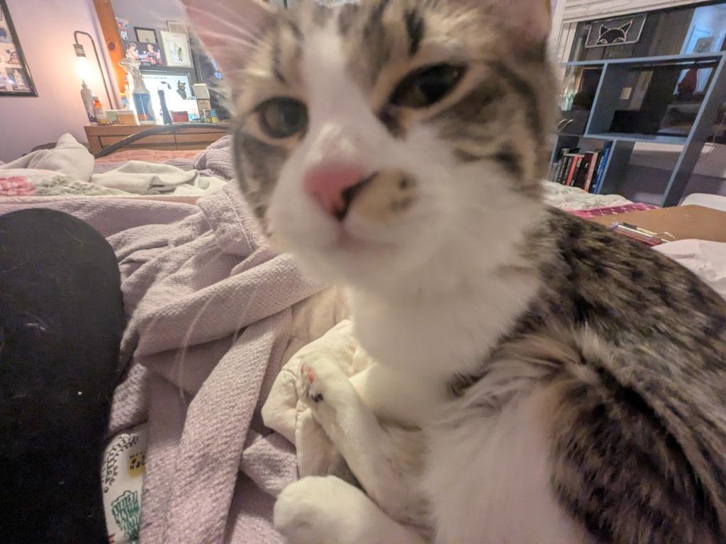 Ophelia, Adopted, Kitten Female Maine Coon.