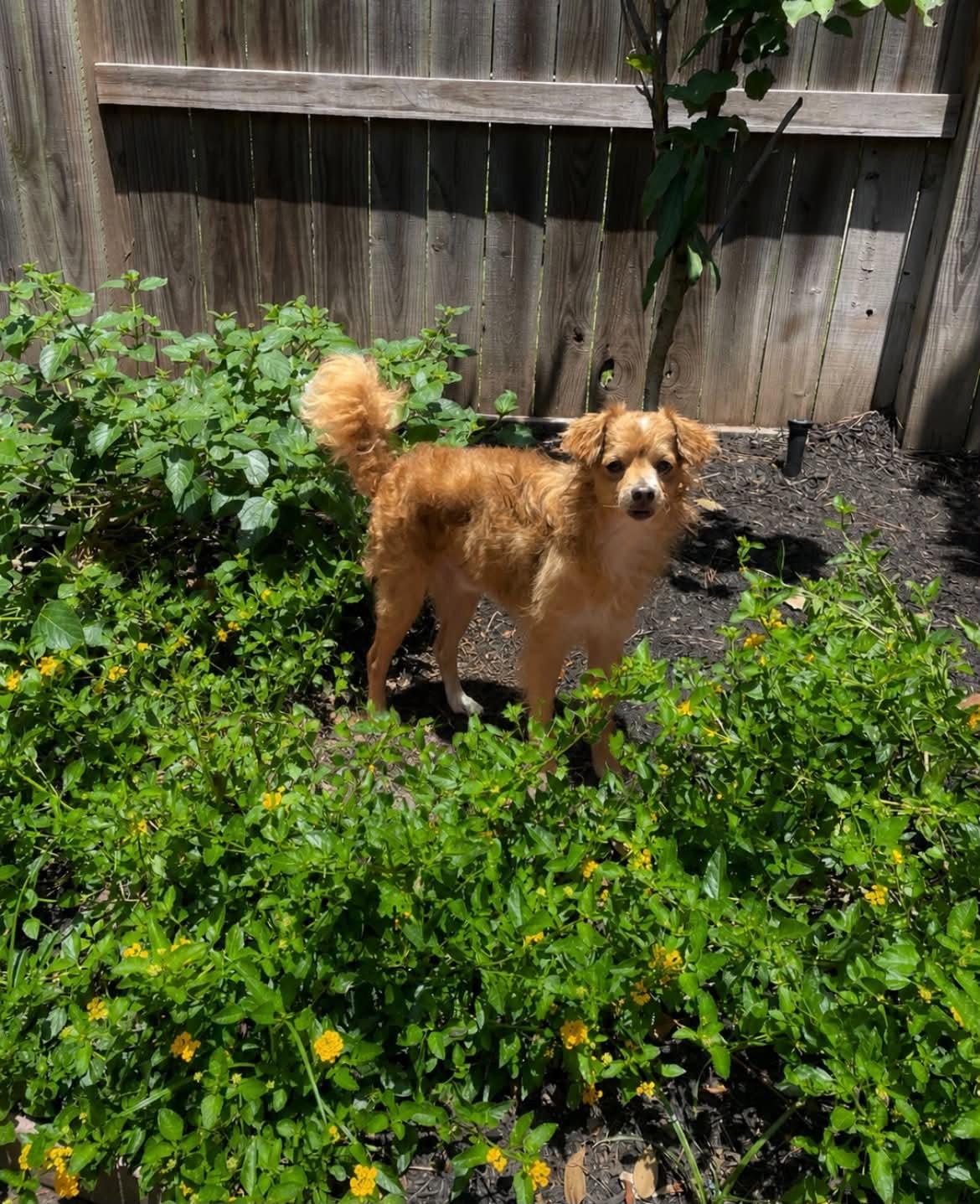 COLBY, Adoptable, Young Male Chihuahua & Cocker Spaniel.