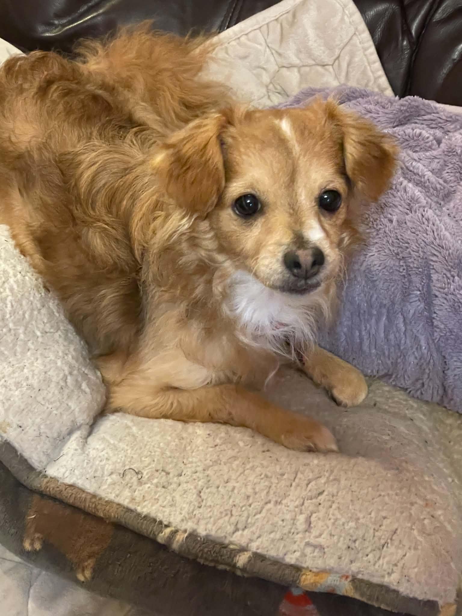 COLBY, a Adoptable mixed breed in Katy, TX image 3/3