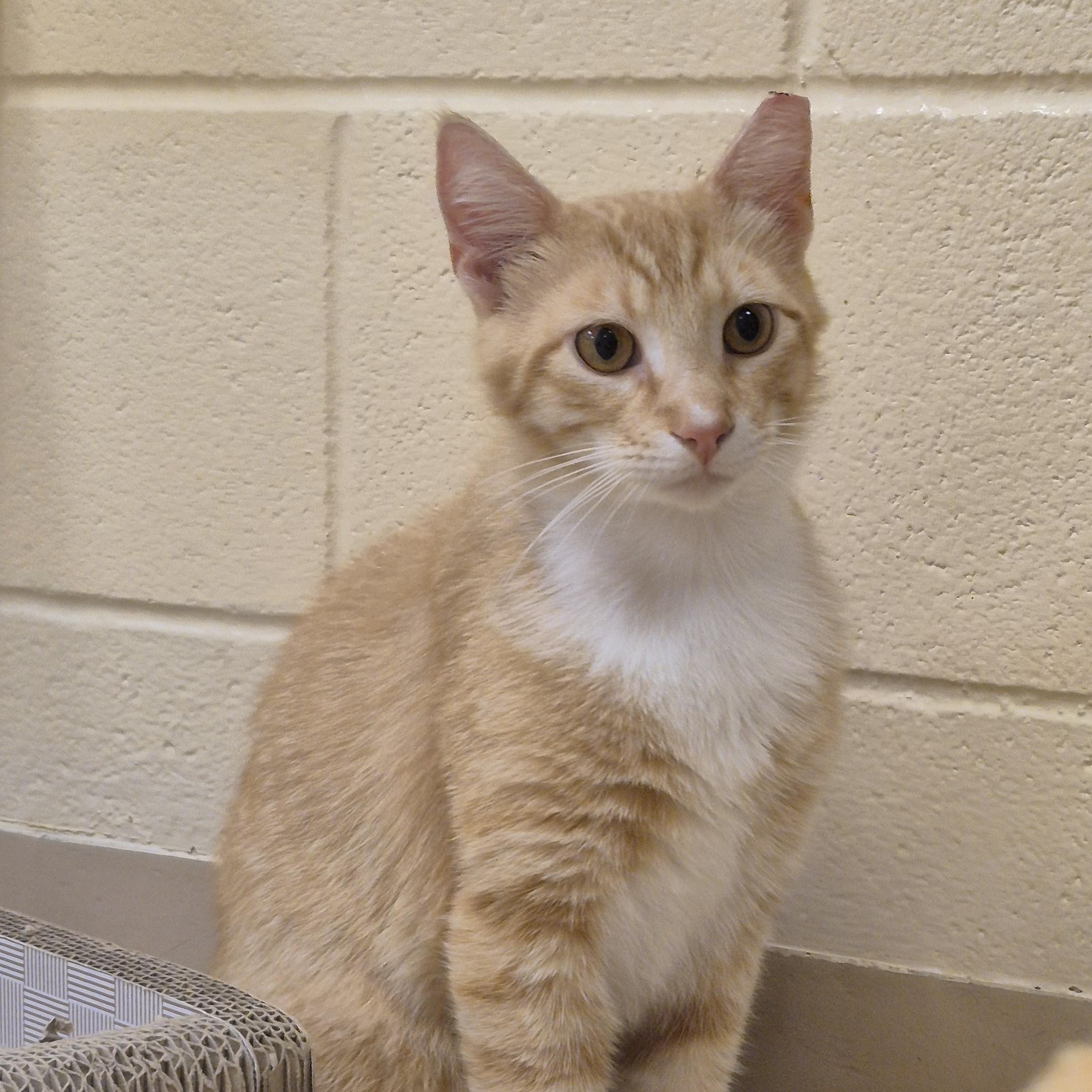 Enlarge Fish Taco, a ADOPTABLE Domestic Short Hair in Schertz, TX image 2/4