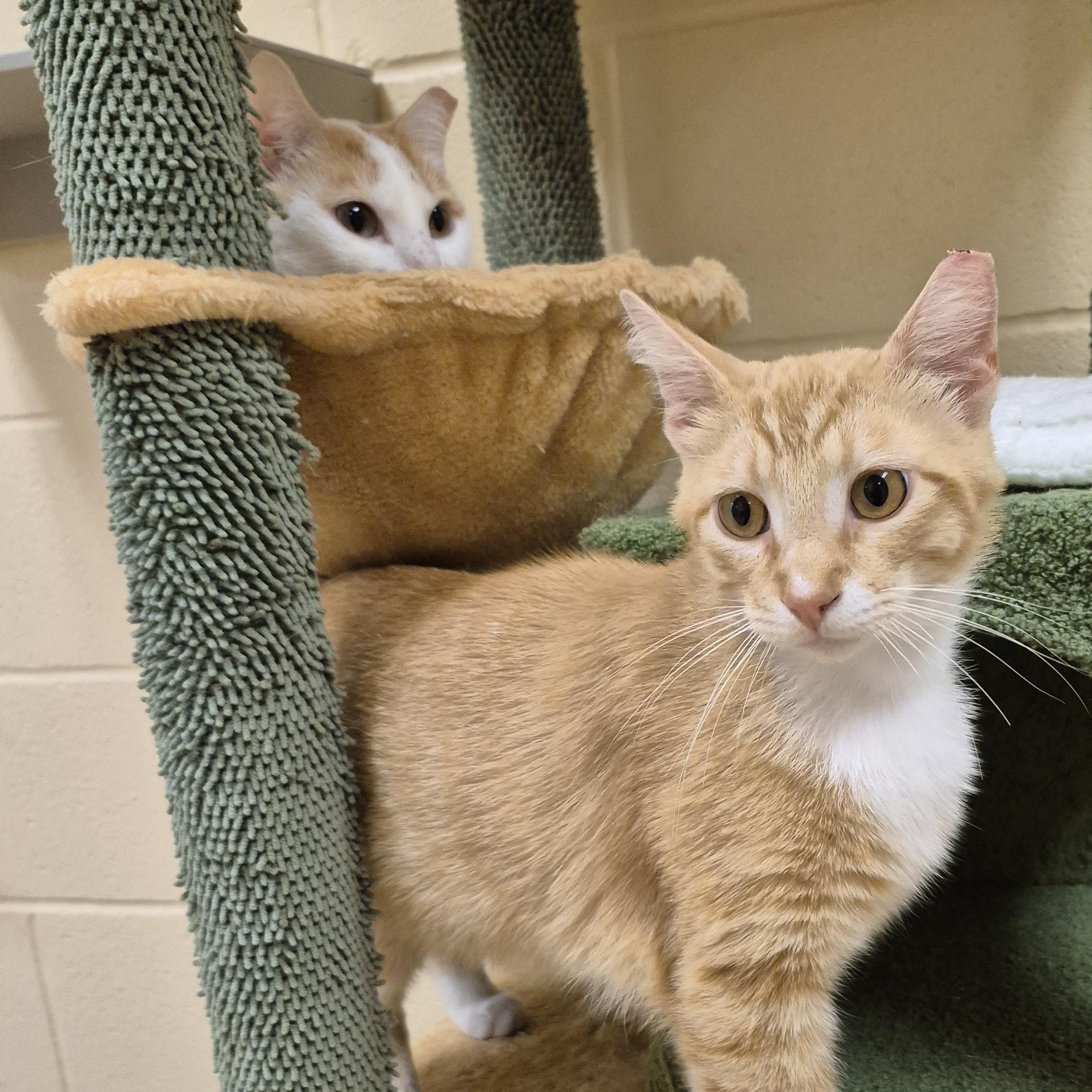 Enlarge Fish Taco, a ADOPTABLE Domestic Short Hair in Schertz, TX image 4/4
