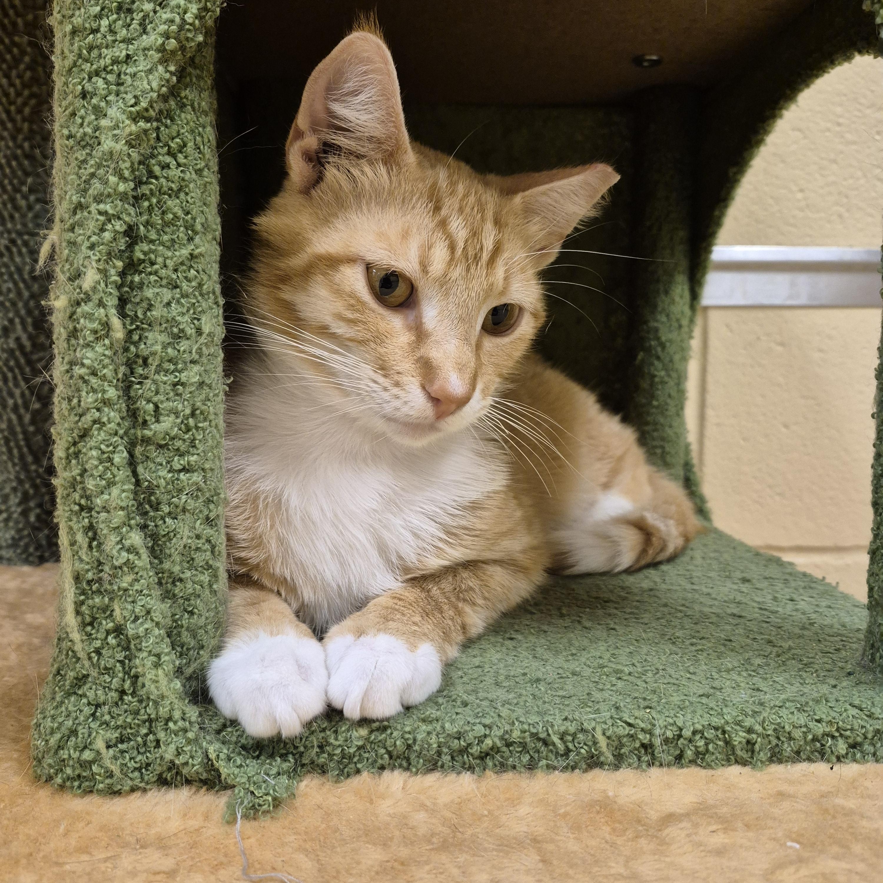 Enlarge Fish Taco, a ADOPTABLE Domestic Short Hair in Schertz, TX image 3/4