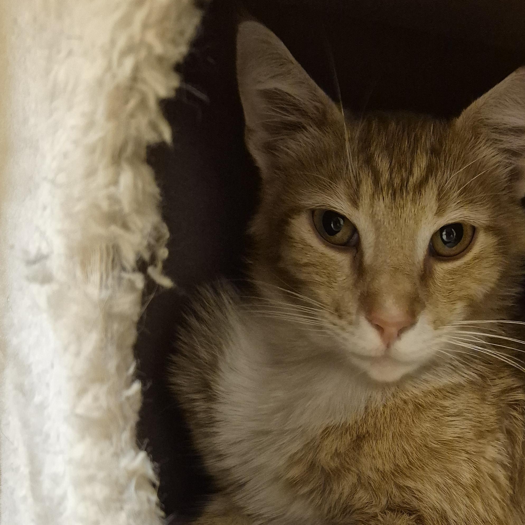 Enlarge Fish Taco, a ADOPTABLE Domestic Short Hair in Schertz, TX image 2/2