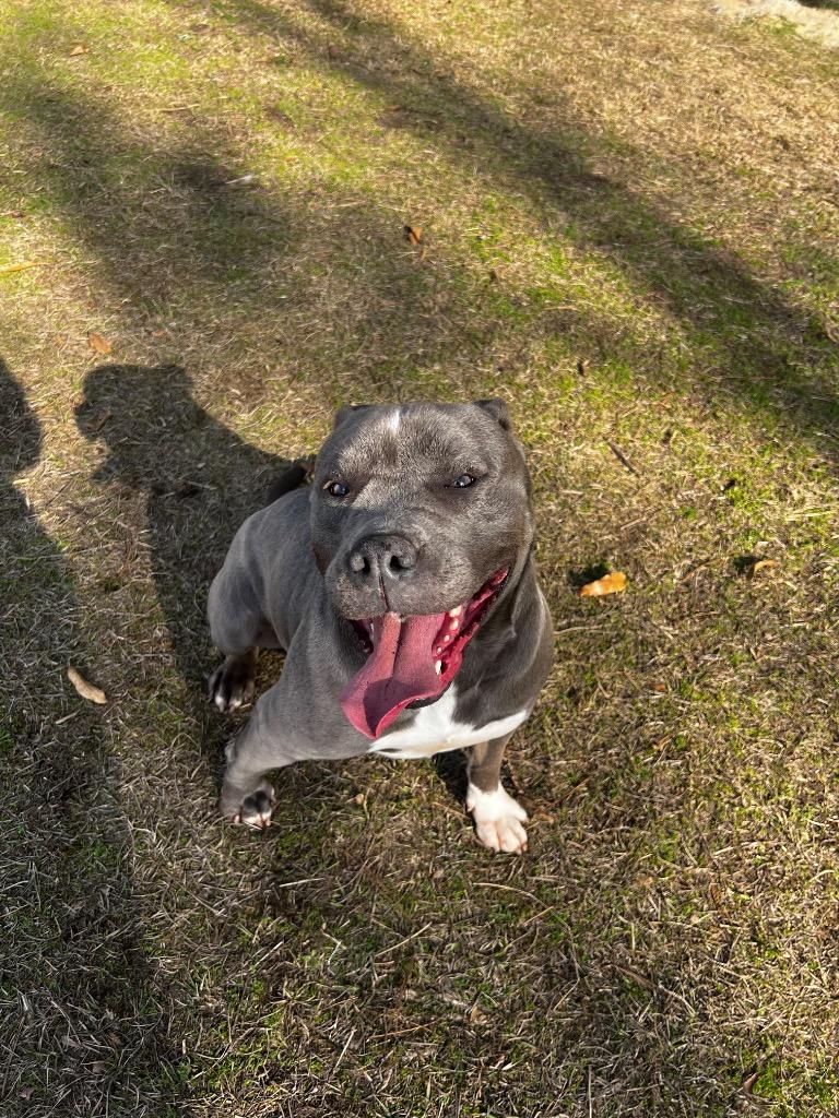 Tequila, Adoptable, Adult Female Terrier.