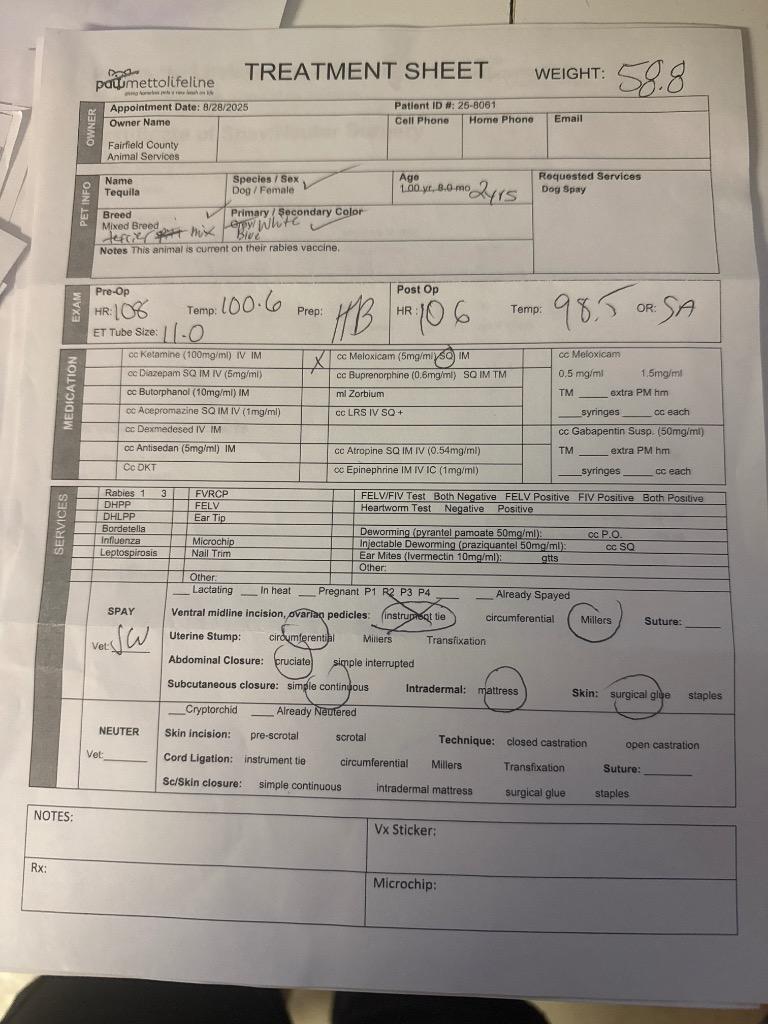 Tequila, a Adoptable mixed breed in Winnsboro, SC image 1/3