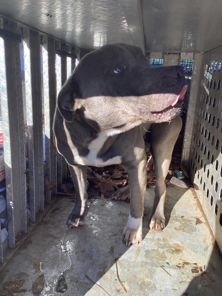 Enlarge Tequila, a Adoptable mixed breed in Winnsboro, SC image 1/3