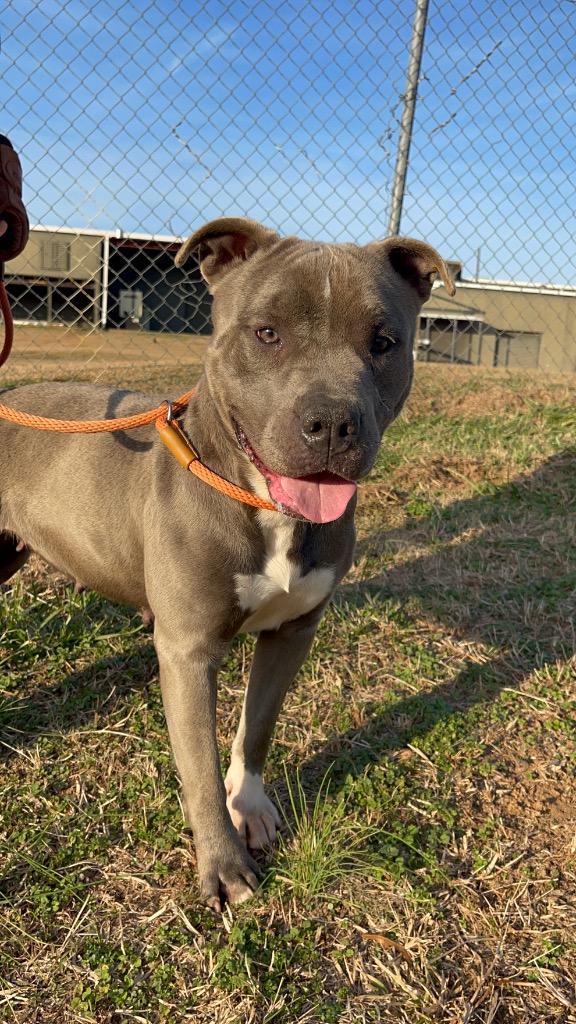 Enlarge Tequila, a Adoptable mixed breed in Winnsboro, SC image 3/5