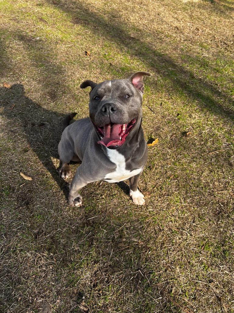 Enlarge Tequila, a Adoptable mixed breed in Winnsboro, SC image 5/5