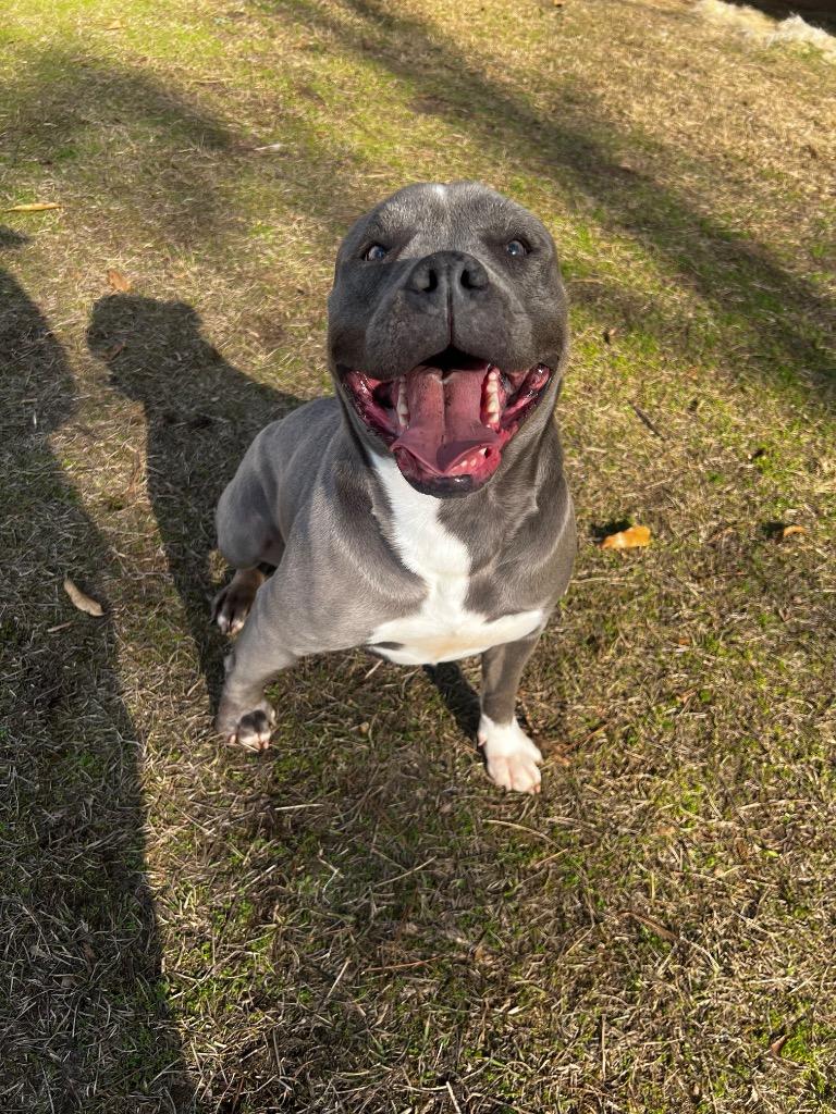 Enlarge Tequila, a Adoptable mixed breed in Winnsboro, SC image 4/5