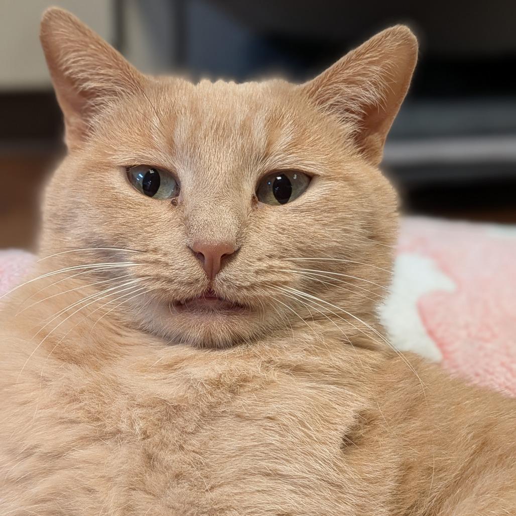 Enlarge Gouda, a Adoptable Domestic Short Hair in Milan, IL image 1/3