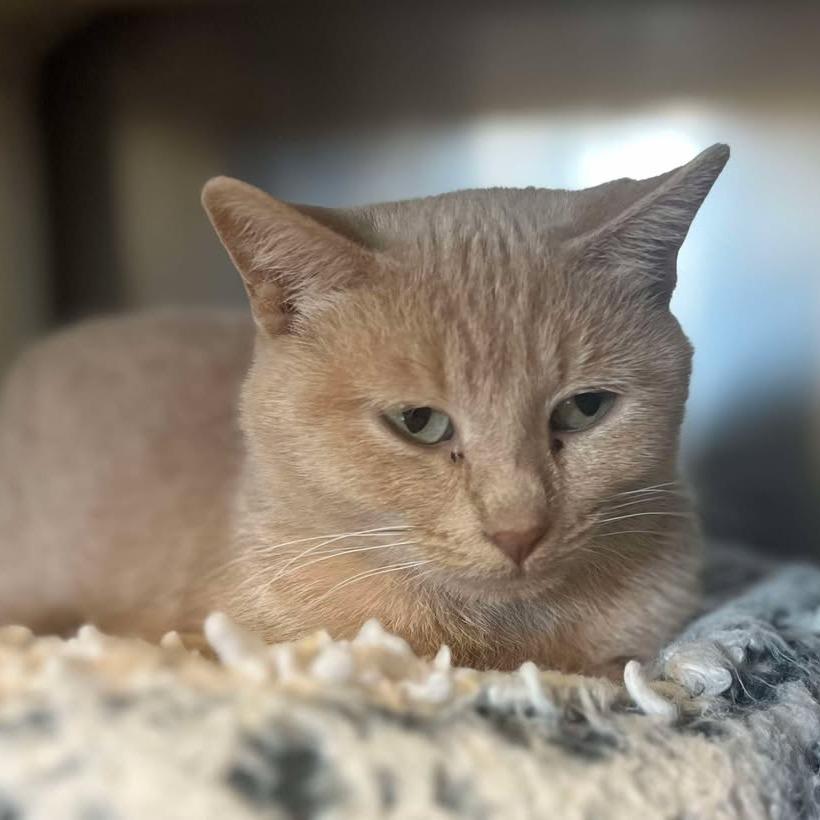 Enlarge Gouda, a Adoptable Domestic Short Hair in Milan, IL image 3/3