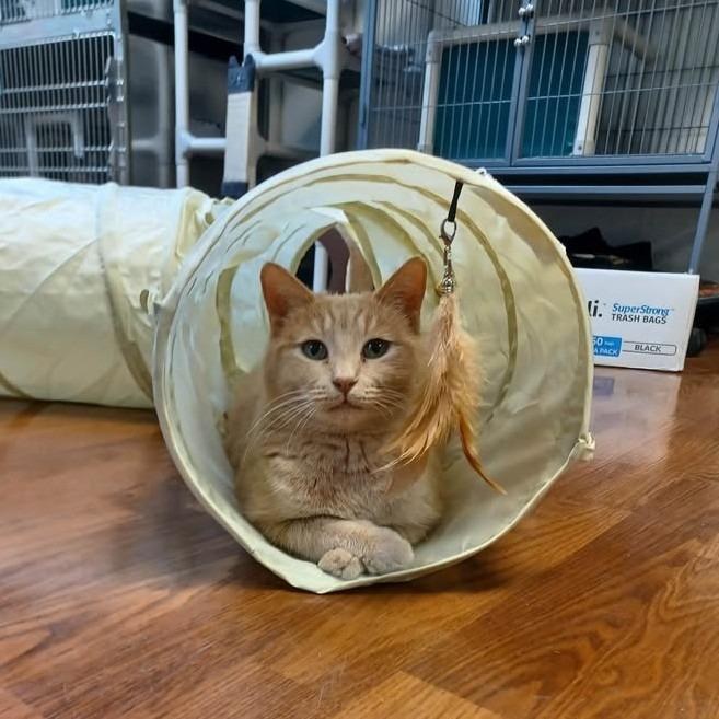 Enlarge Gouda, a Adoptable Domestic Short Hair in Milan, IL image 4/4