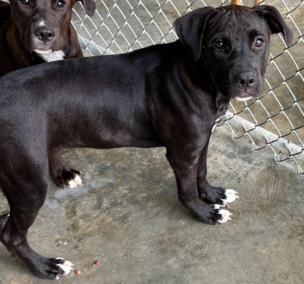 Enlarge Sue, a Adoptable Pit Bull Terrier in Swainsboro, GA image 1/2