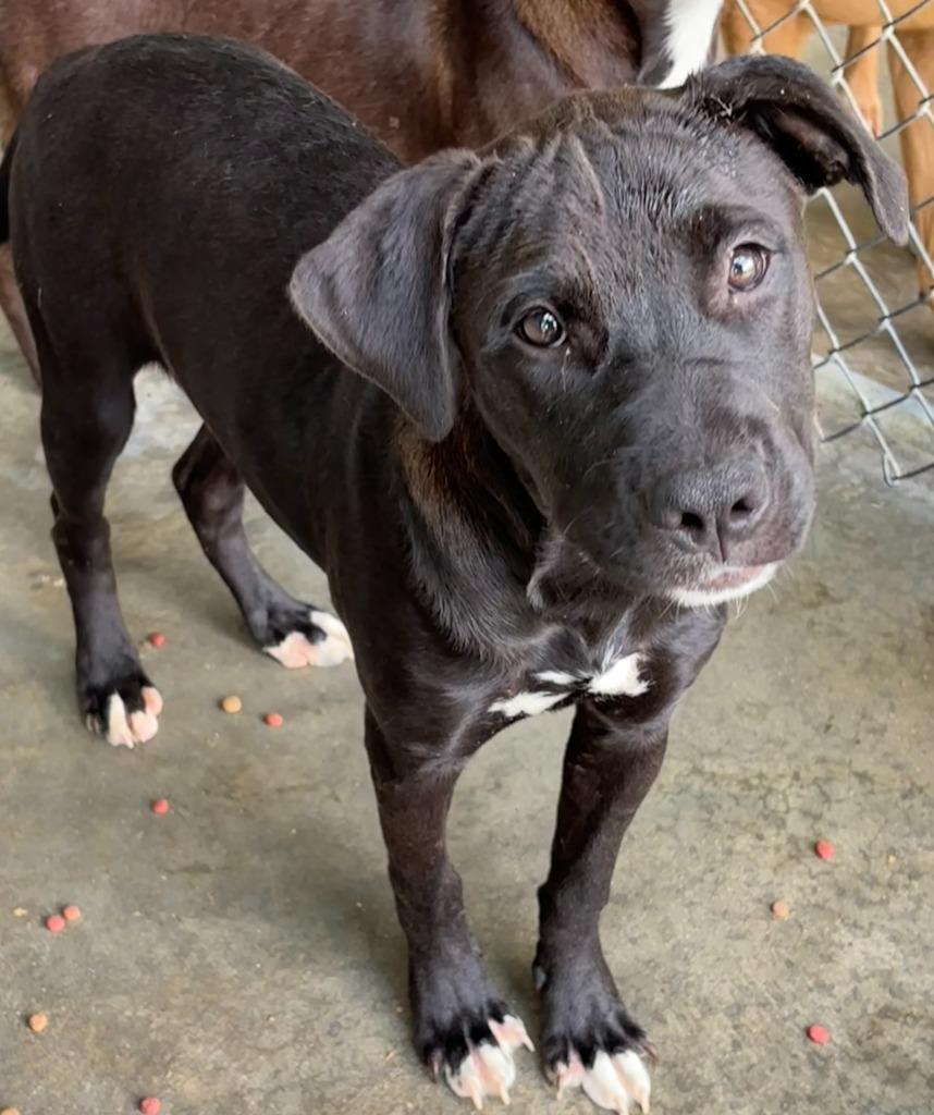 Enlarge Sue, a Adoptable Pit Bull Terrier in Swainsboro, GA image 2/2