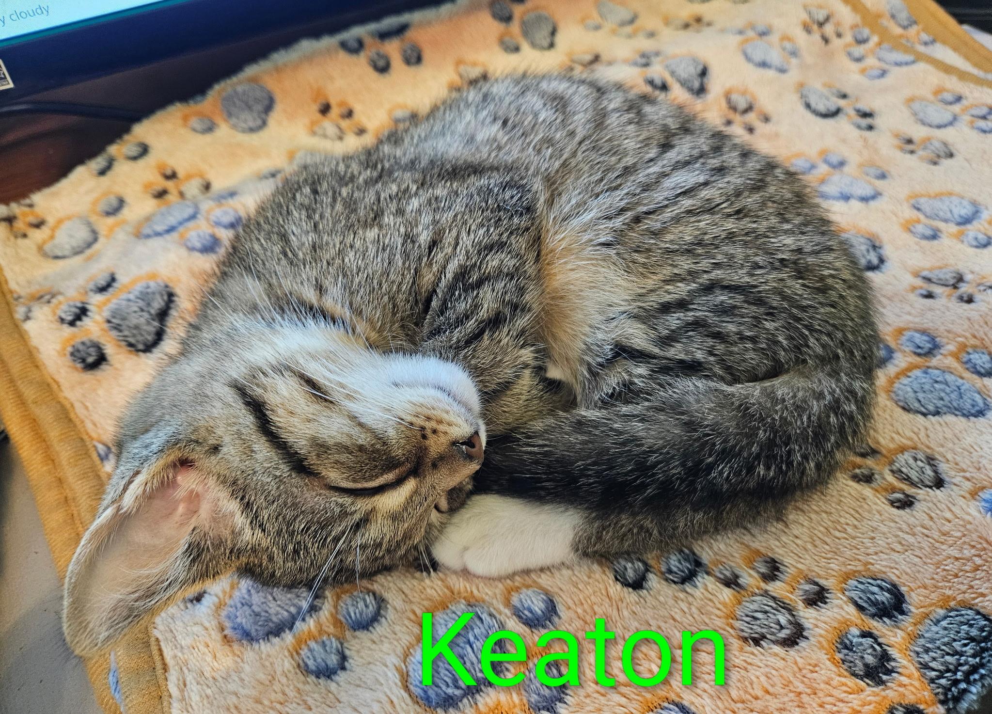Keaton - North Conroe Petsmart