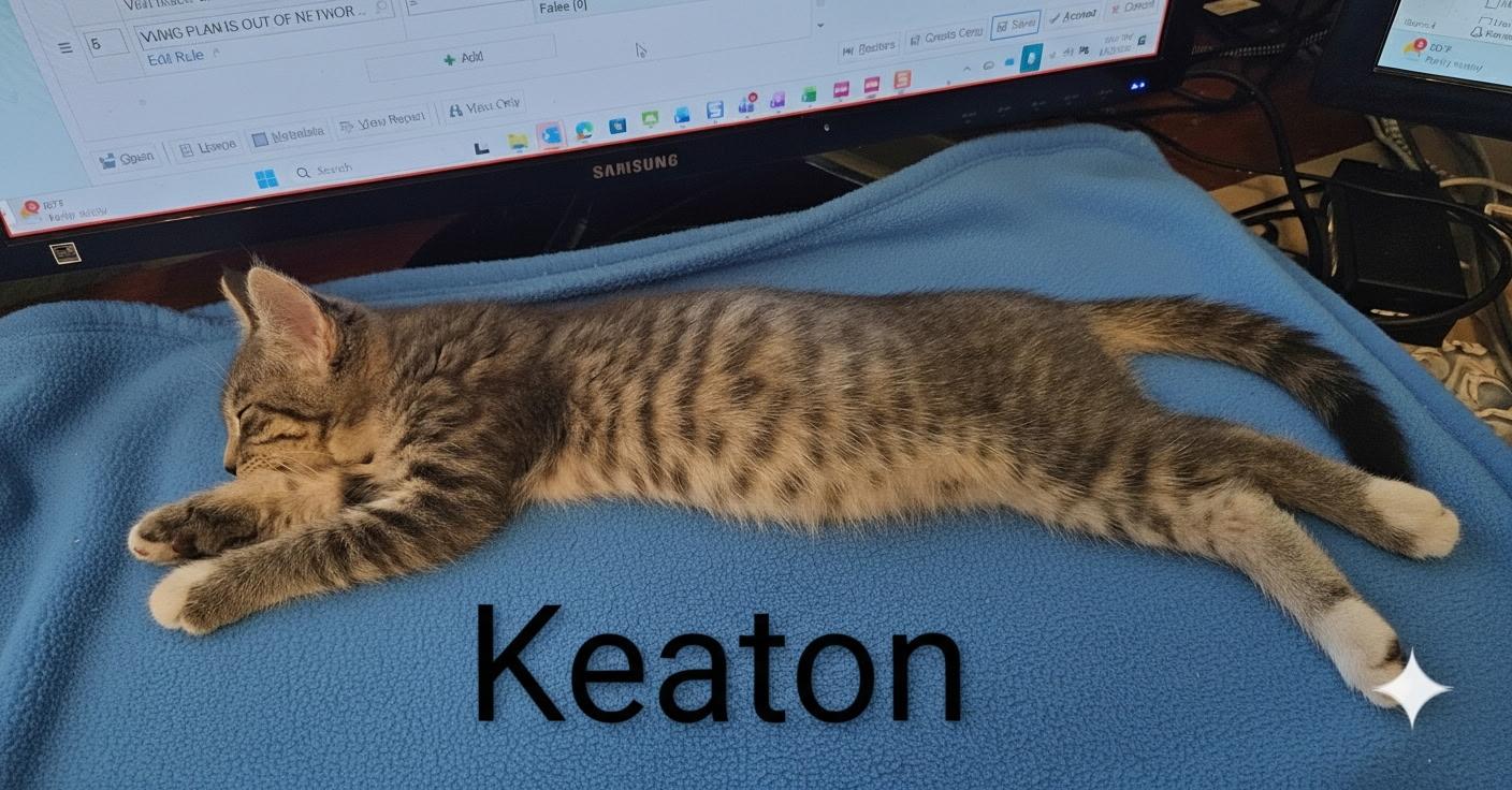 Keaton - North Conroe Petsmart — thumbnail 2