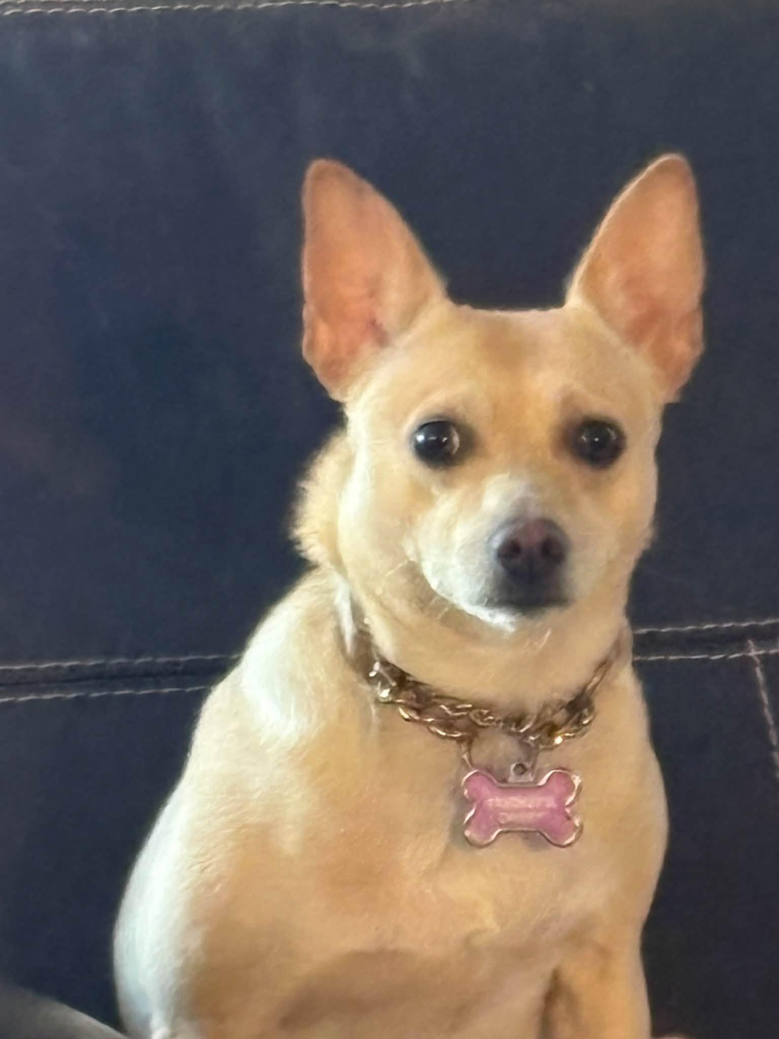 Sunshine, ADOPTABLE, Adult Female Chihuahua.