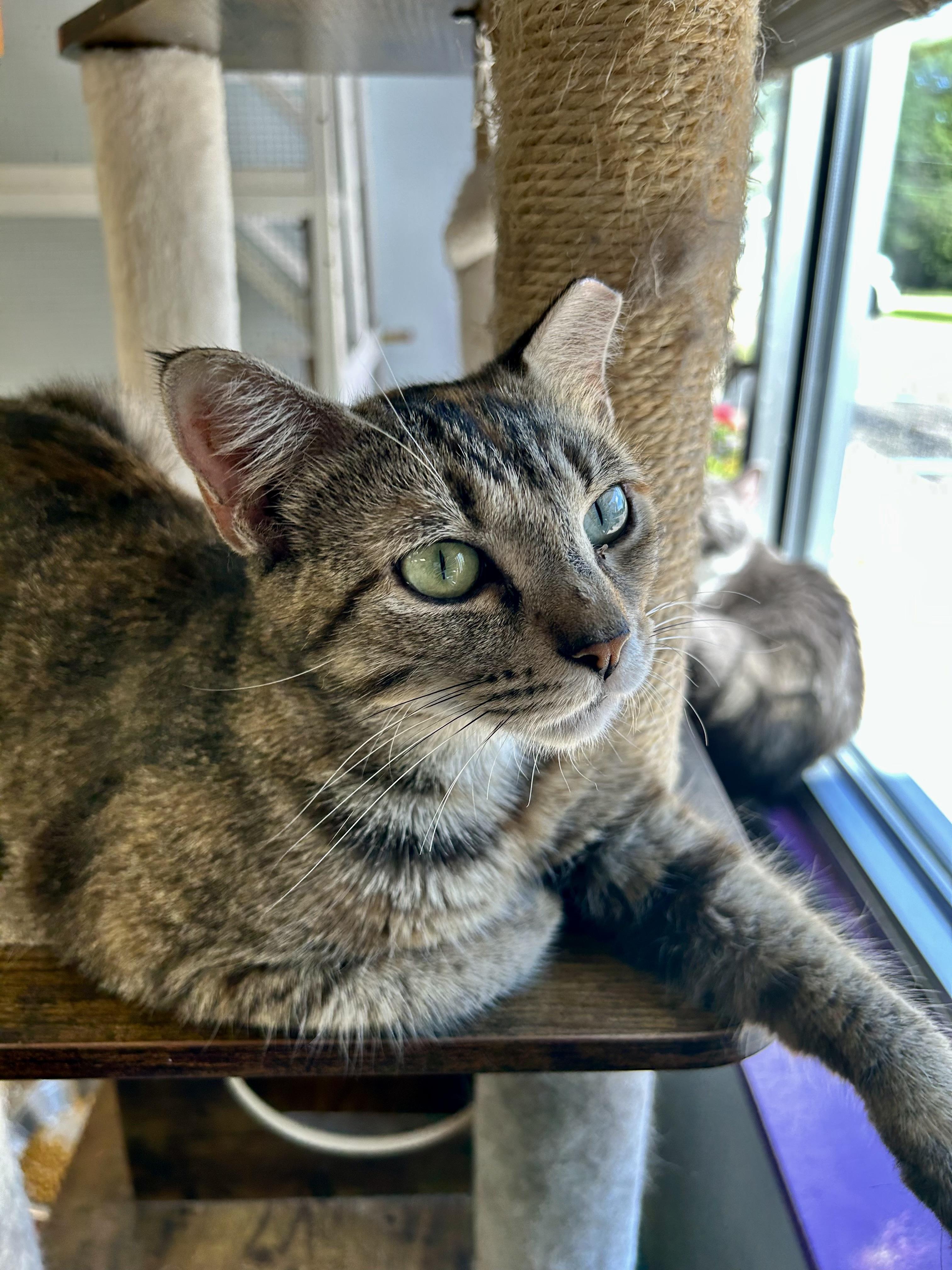 Katherine and Paul (bonded) - ADOPTION PENDING, an adopted Torbie in Grand Rapids, MI image 4/6