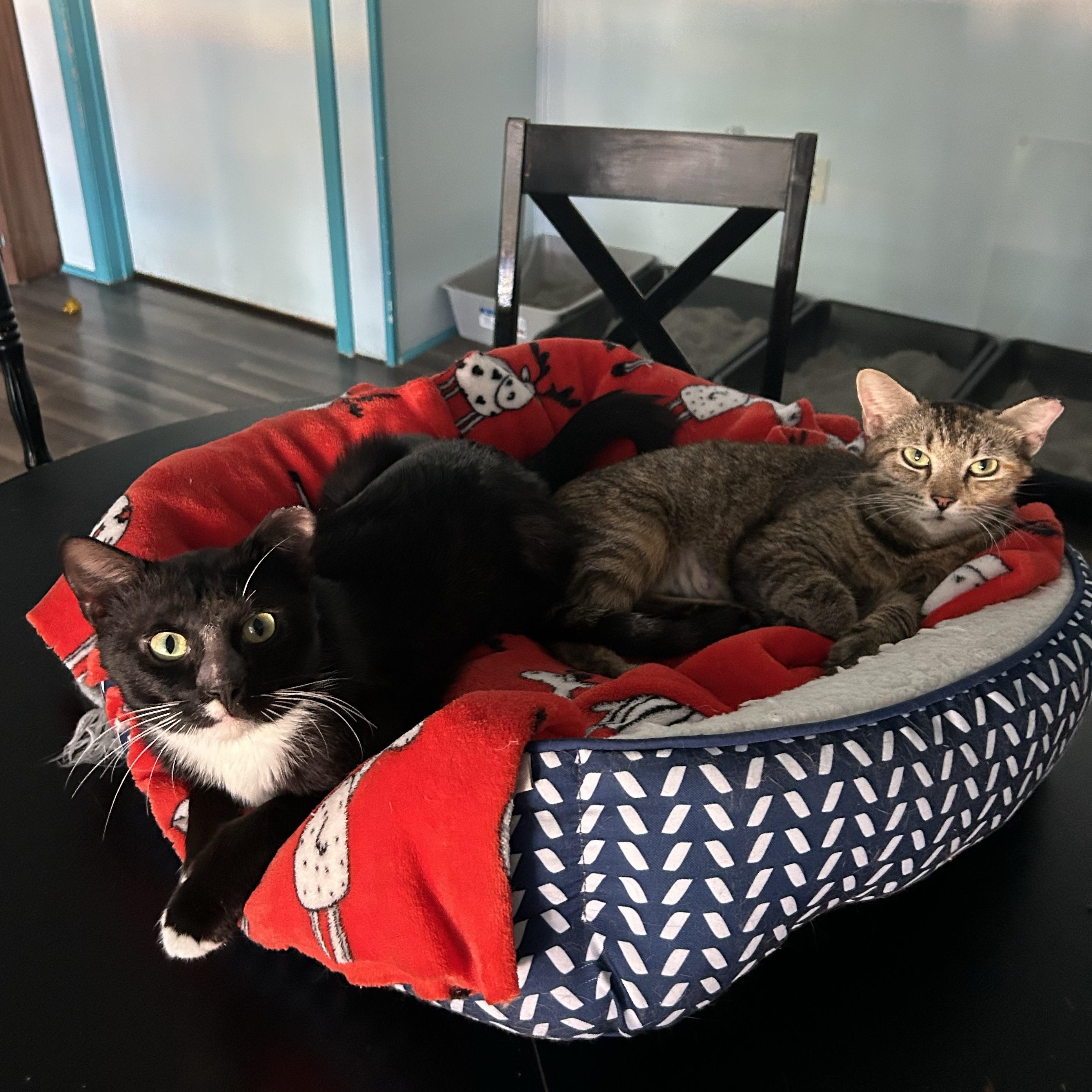 Katherine and Paul (bonded) - ADOPTION PENDING, an adopted Torbie in Grand Rapids, MI image 6/6