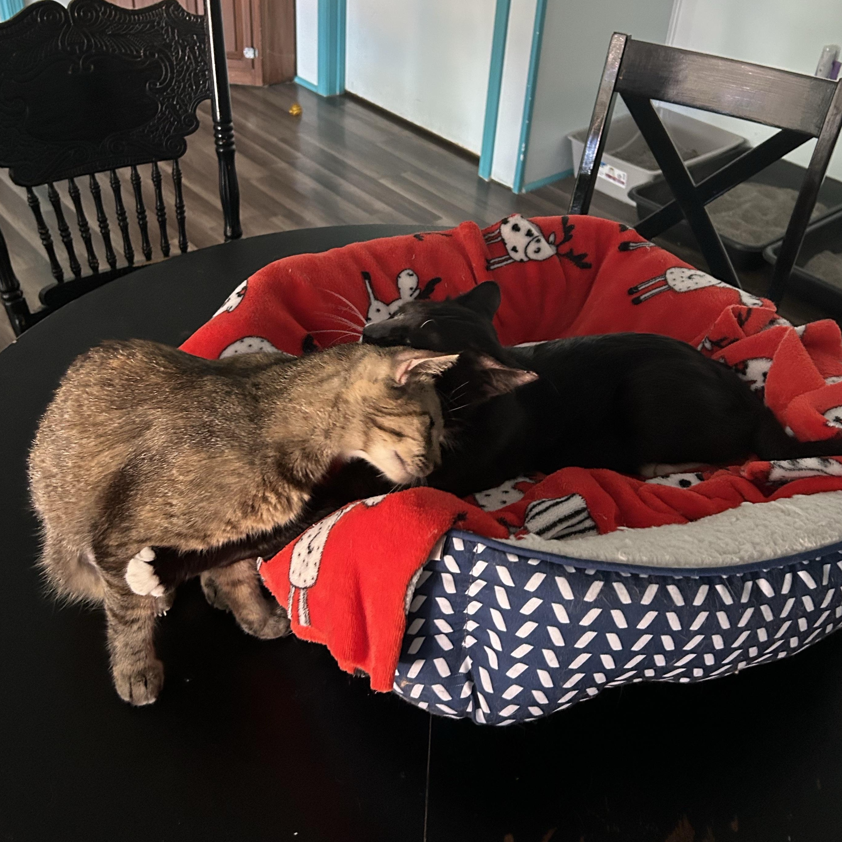 Katherine and Paul (bonded) - ADOPTION PENDING, an adopted Torbie in Grand Rapids, MI image 5/6
