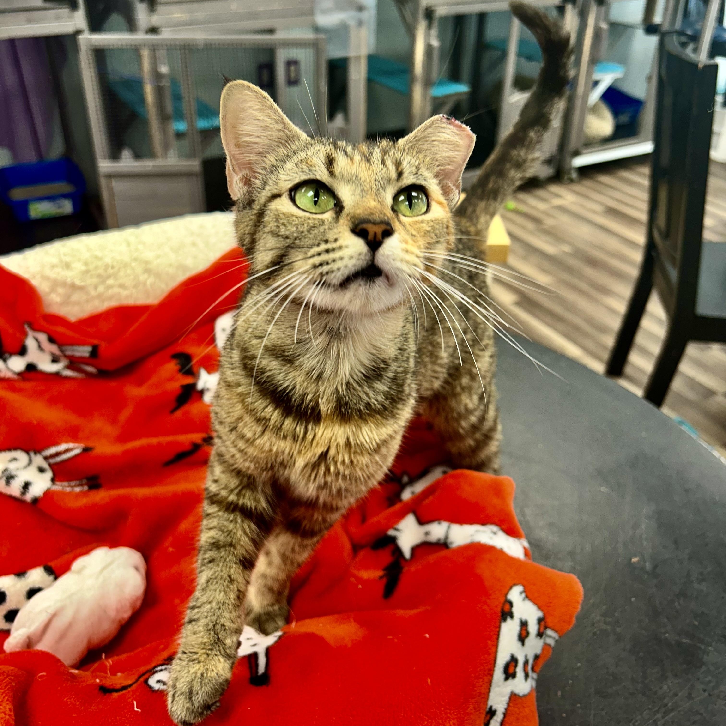 Katherine and Paul (bonded) - ADOPTION PENDING, an adopted Torbie in Grand Rapids, MI image 3/6