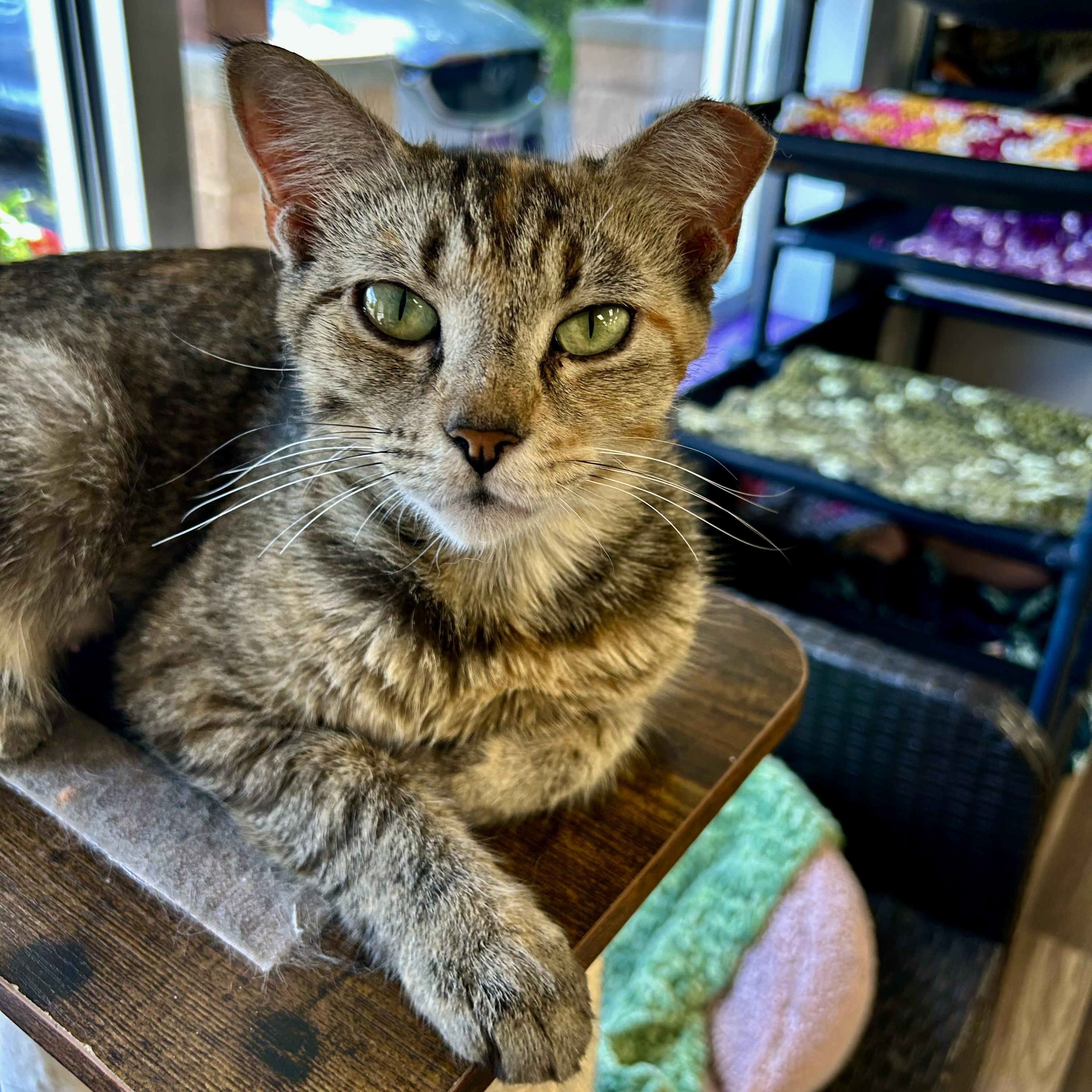 Katherine and Paul (bonded) - ADOPTION PENDING, an adopted Torbie in Grand Rapids, MI image 1/6