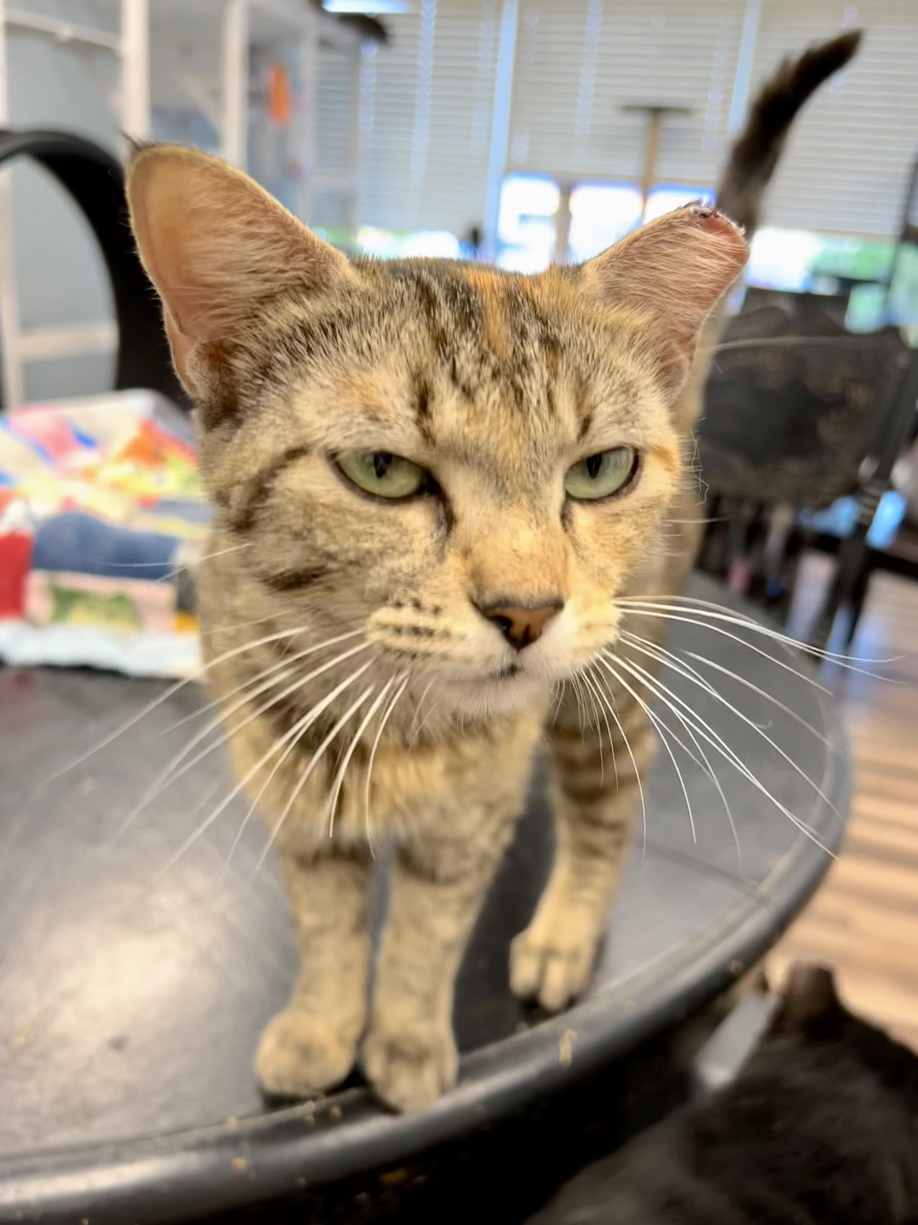 Katherine and Paul (bonded) - ADOPTION PENDING, an adopted Torbie in Grand Rapids, MI image 2/6