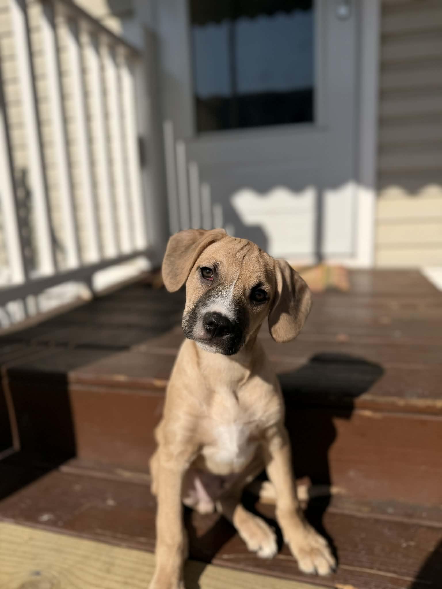 Tucker, adopted, Young Male Pit Bull Terrier.