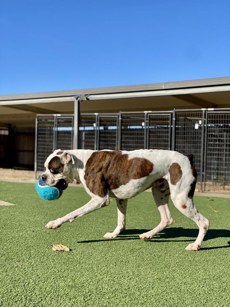 Colter, Adoptable, Adult Male Boxer.