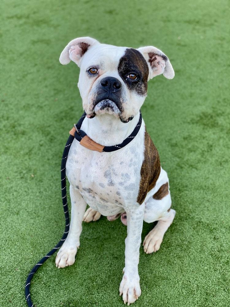 Colter, a Adoptable Boxer in Hewitt, TX image 3/6