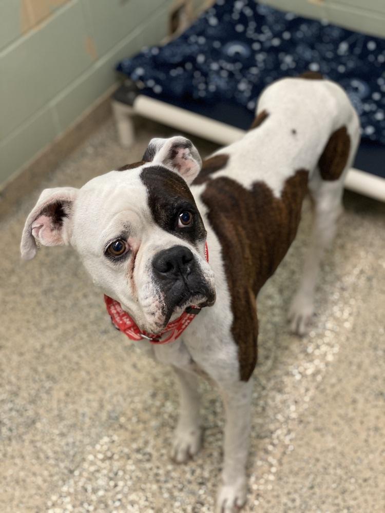 Colter, a Adoptable Boxer in Hewitt, TX image 4/6