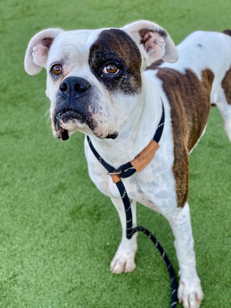Colter, a Adoptable Boxer in Hewitt, TX image 5/6