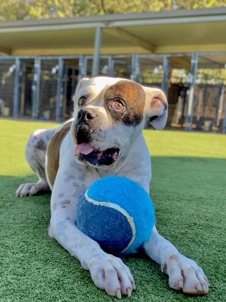 Colter, a Adoptable Boxer in Hewitt, TX image 6/6