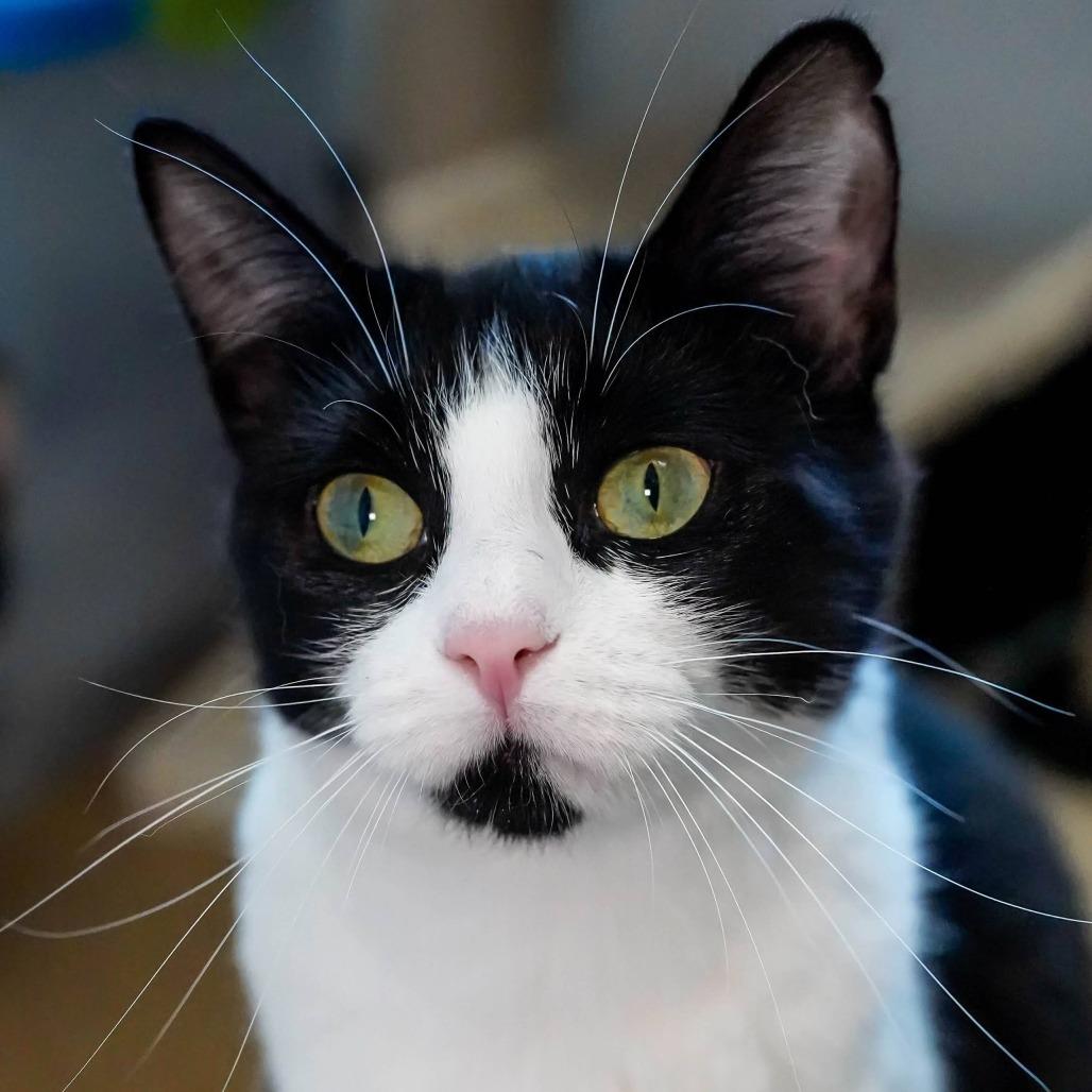 Moomoo, a Adoptable Domestic Short Hair in Thomaston, ME image 1/2