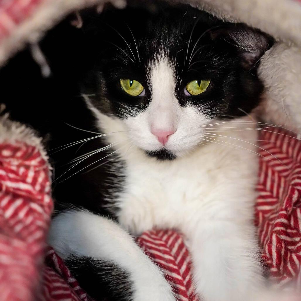 Enlarge Moomoo, a Adoptable Domestic Short Hair in Thomaston, ME image 1/2