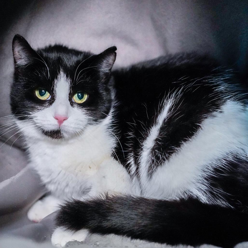 Moomoo, Adoptable, Young Female Domestic Short Hair.