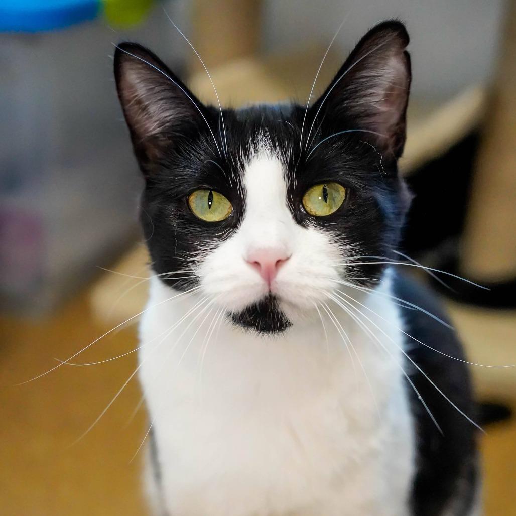Moomoo, a Adoptable Domestic Short Hair in Thomaston, ME image 2/2