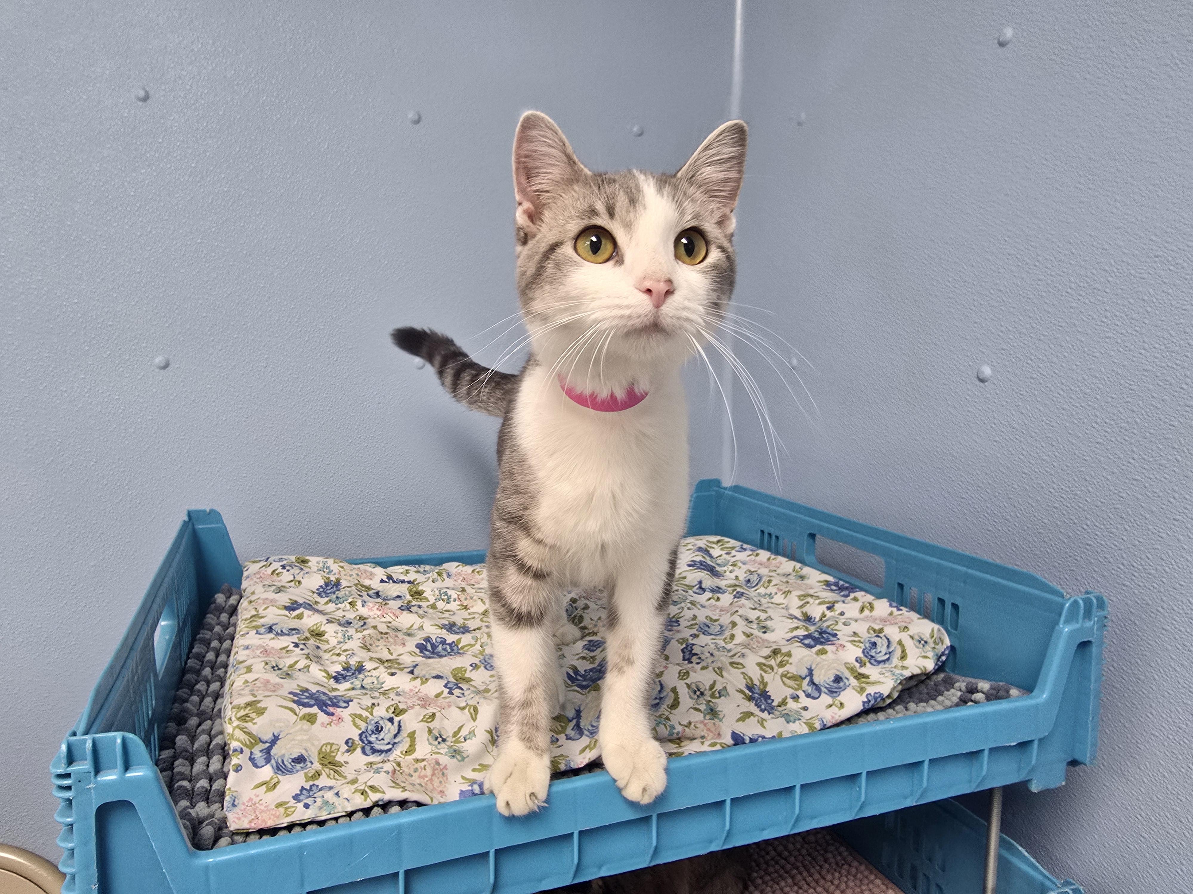 Esme, ADOPTABLE, Young Female Domestic Short Hair.