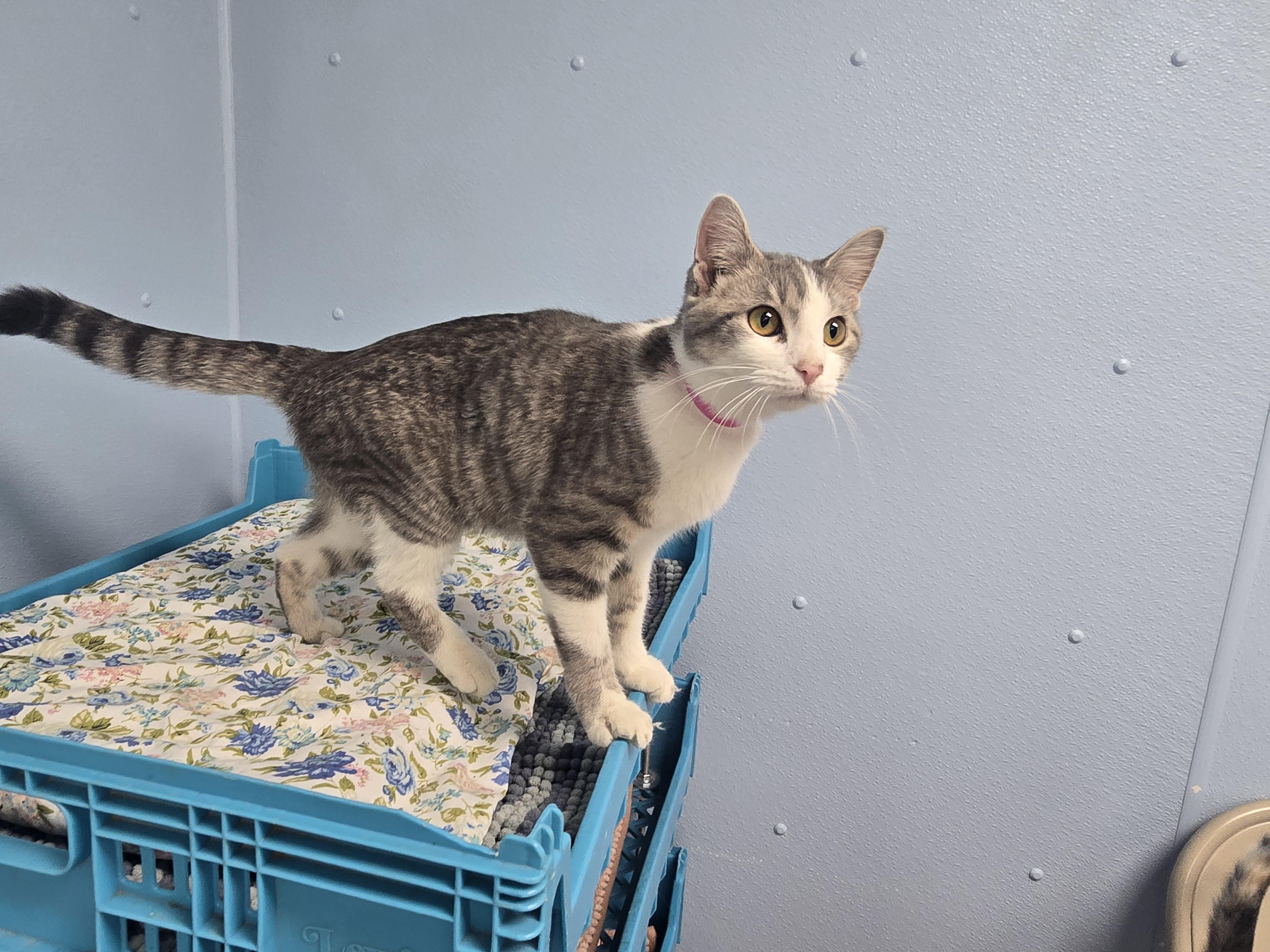 Esme, a ADOPTABLE Domestic Short Hair in Farmington, MO image 2/2