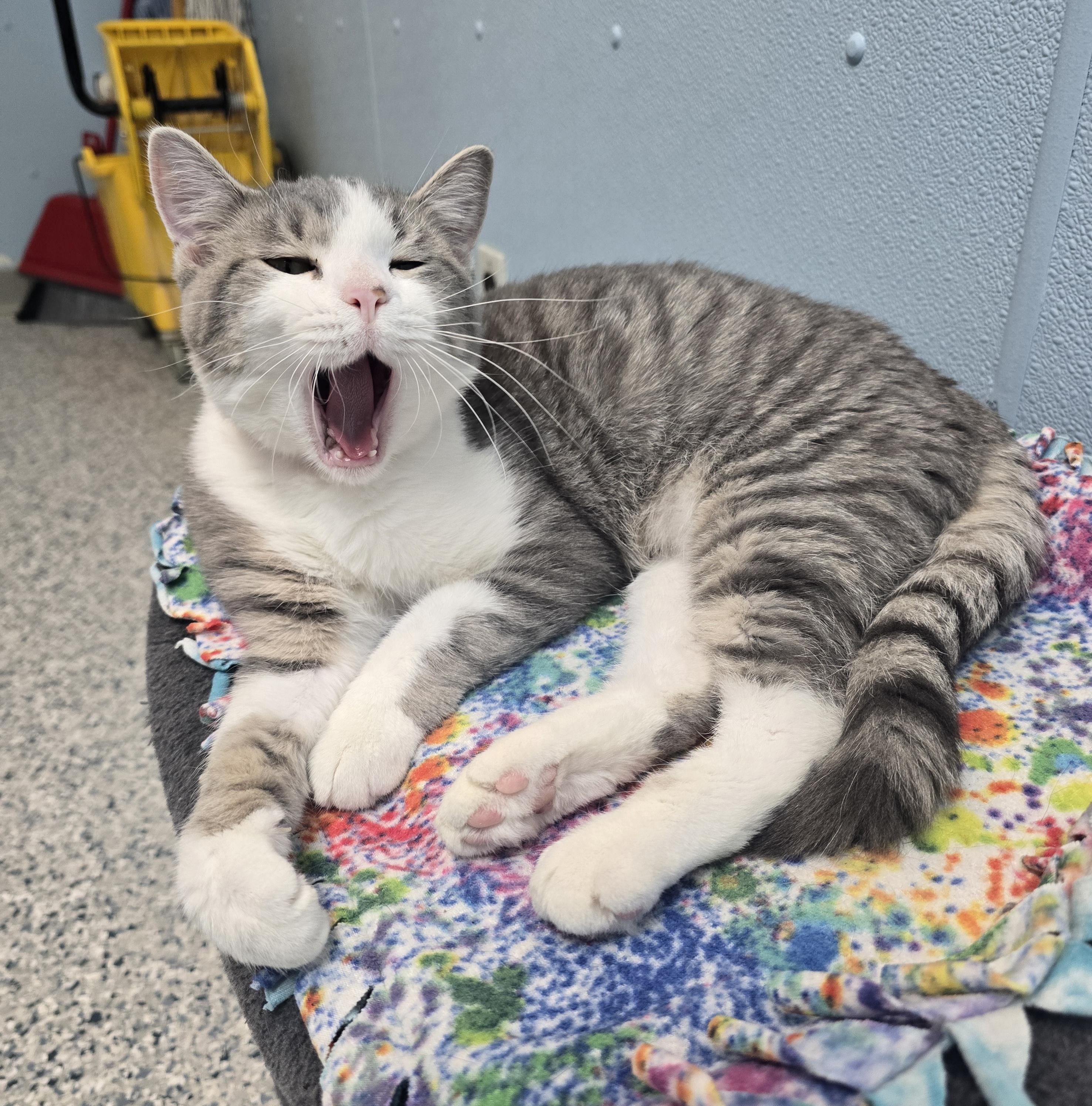 Esme, ADOPTABLE, Young Female Domestic Short Hair.