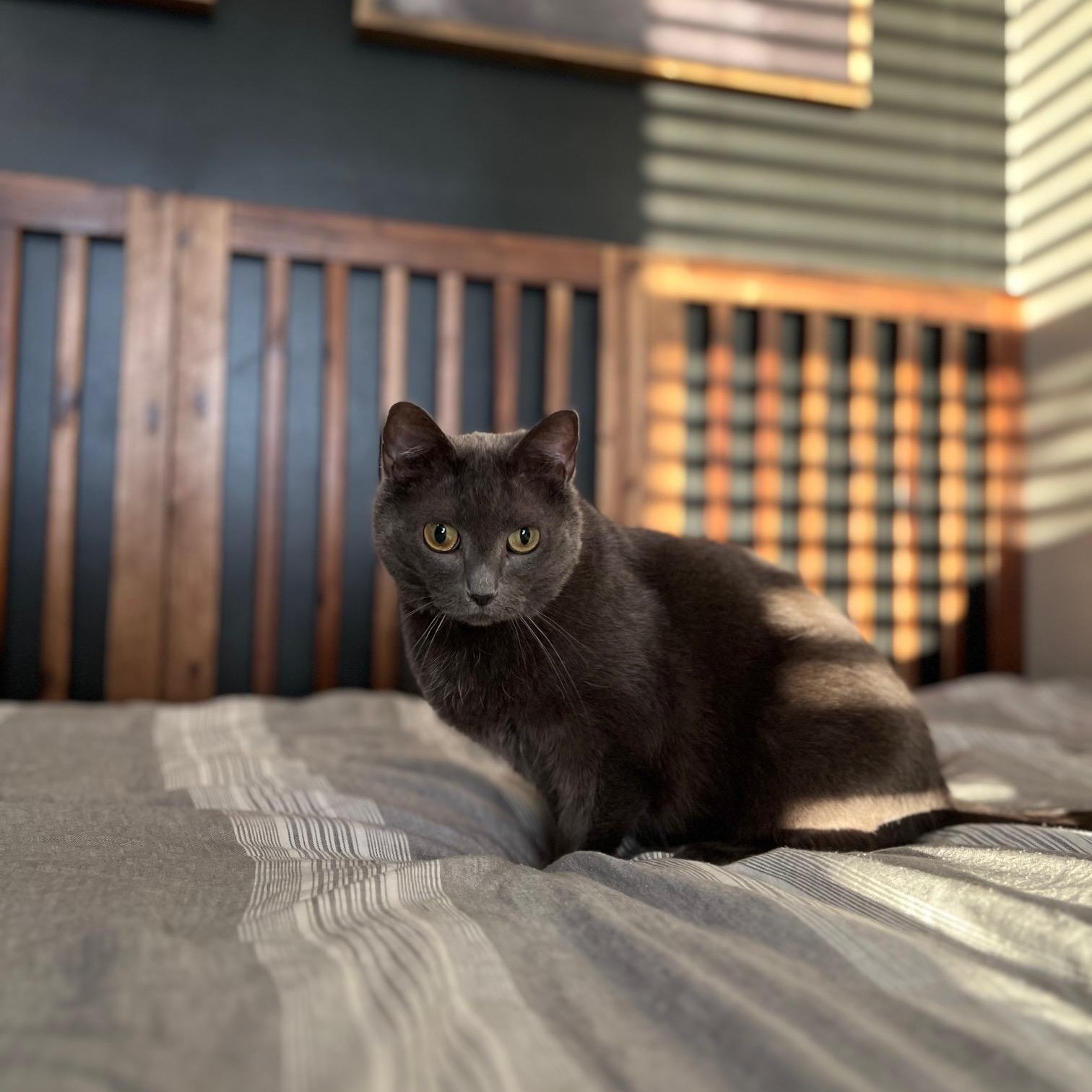 Eda, a Adoptable Domestic Medium Hair in Sweetwater, TN image 3/6